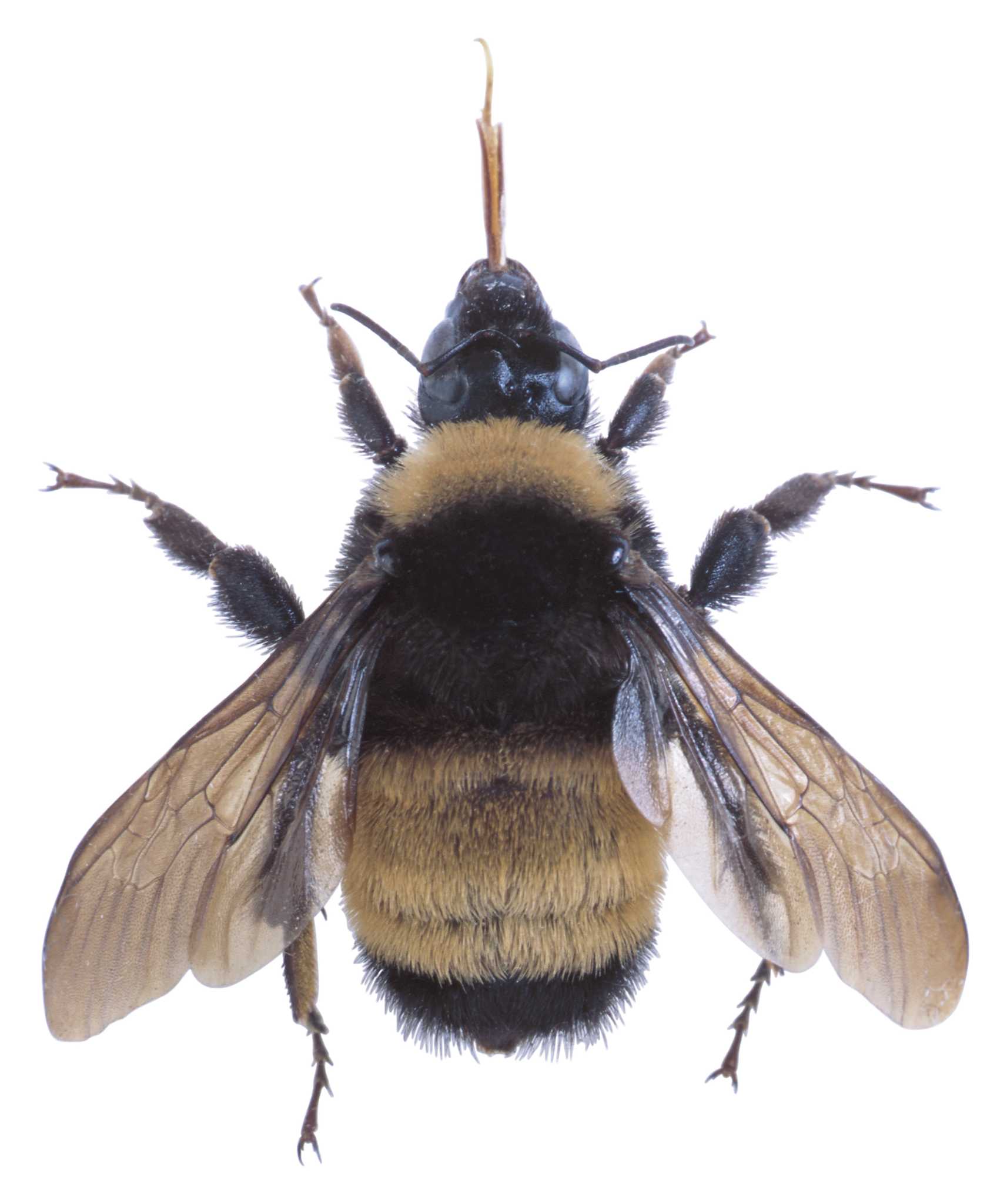 What Kind of Bees Pollinate Tomatoes?