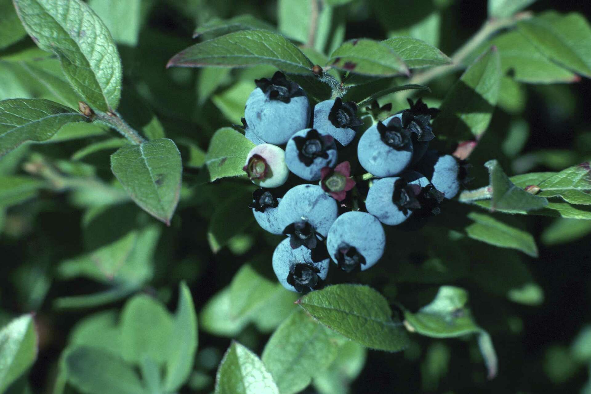 Vaccinium darrowii - Southern Highbush Blueberry | PlantMaster, image size:1920x1280