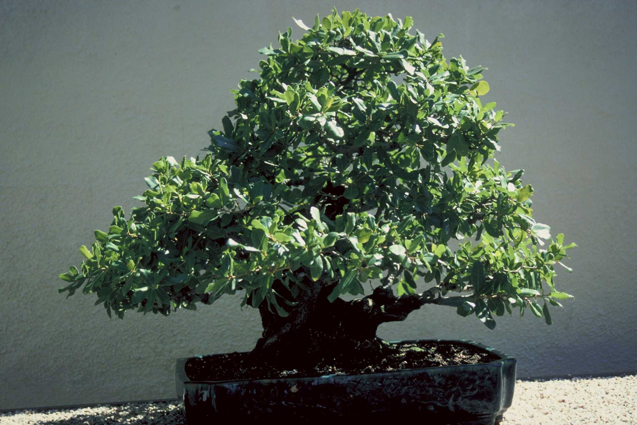 How to Rescue a Dying Bonsai Tree