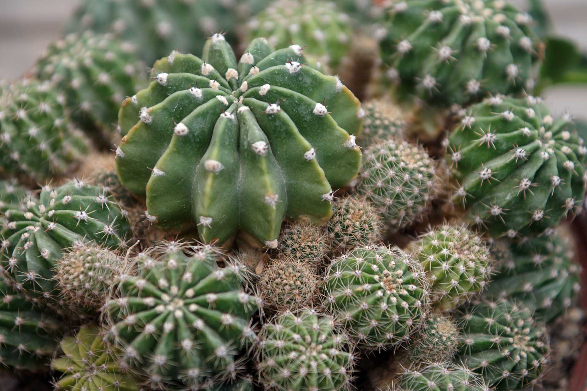 Rescuing an Overwatered Cactus