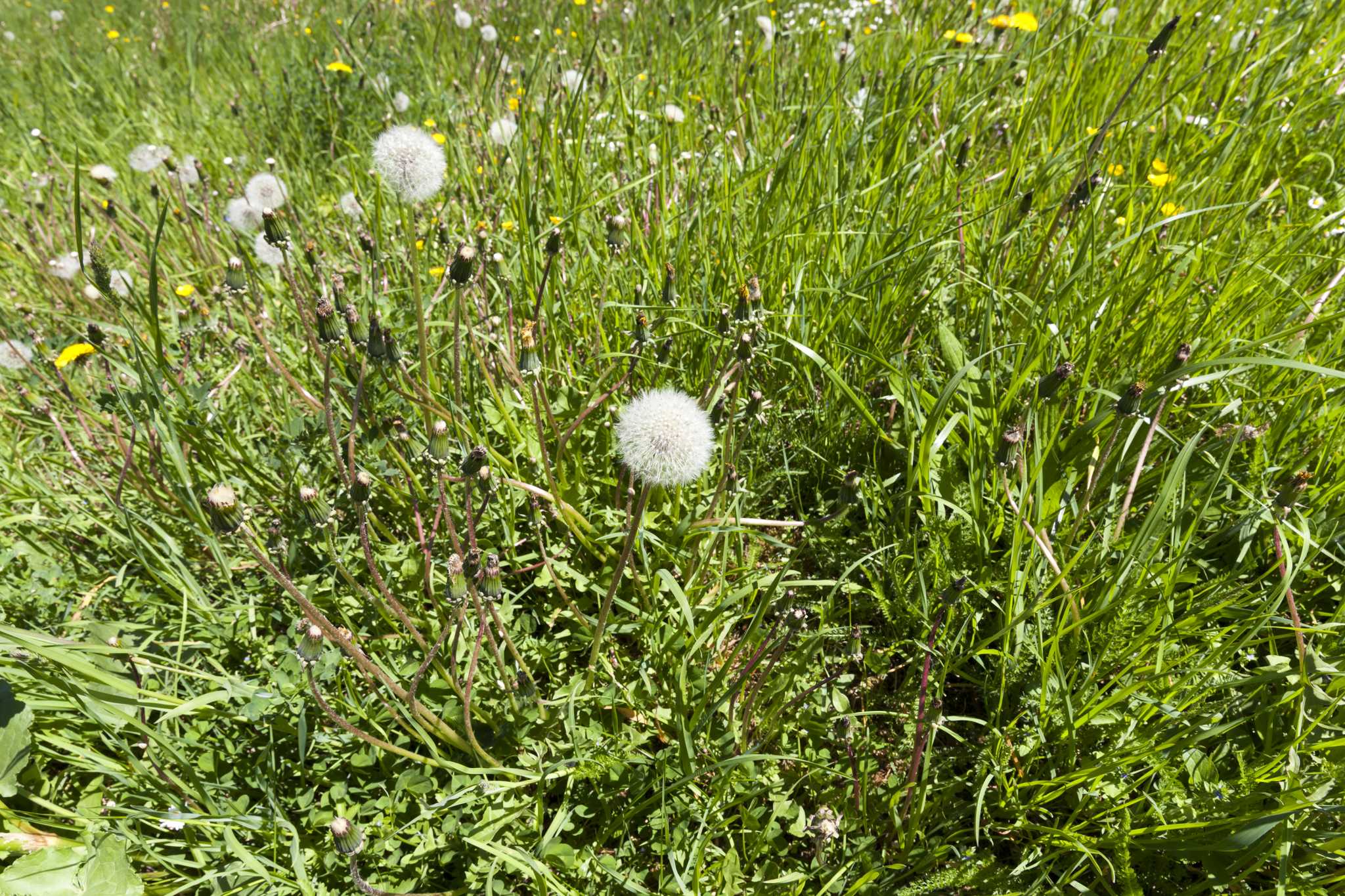 How to Reseed a Lawn With Weeds
