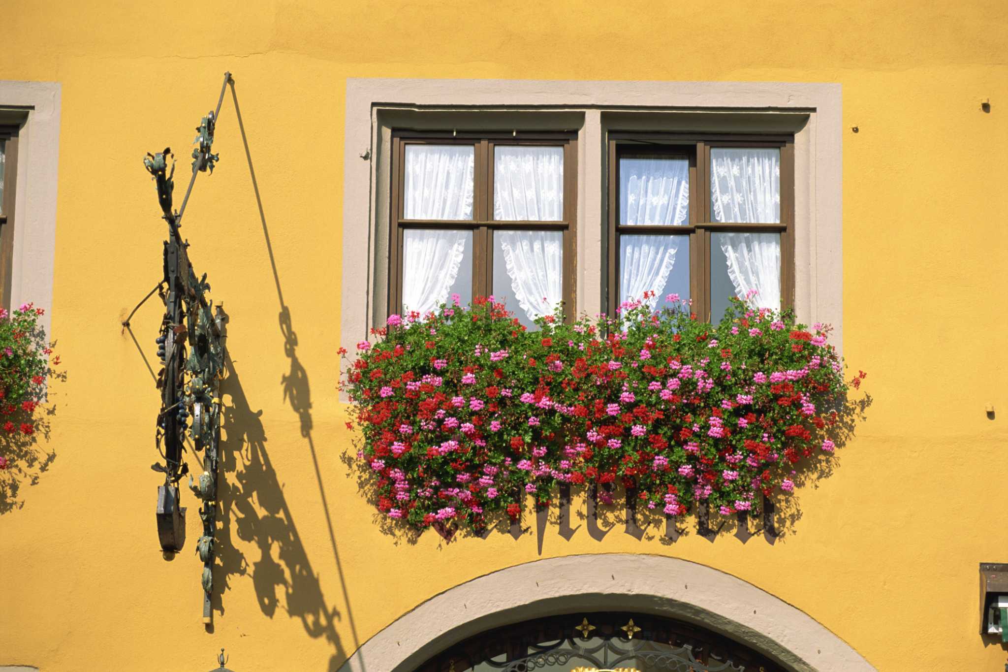 BEST PLANTS FOR A GARDEN WINDOW visual data 7