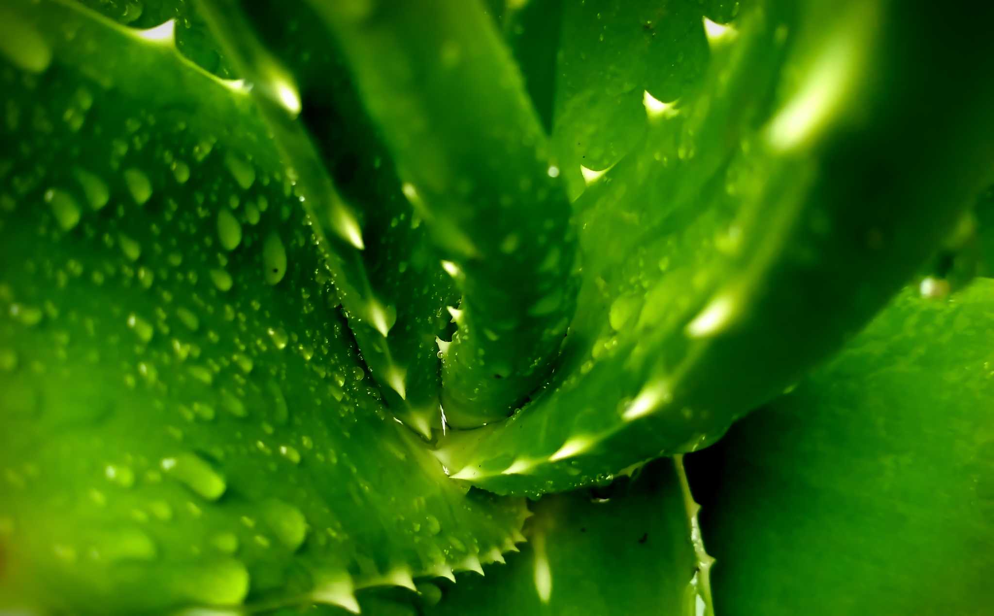 What Kind of Soil Do Aloe Vera Plants Need?