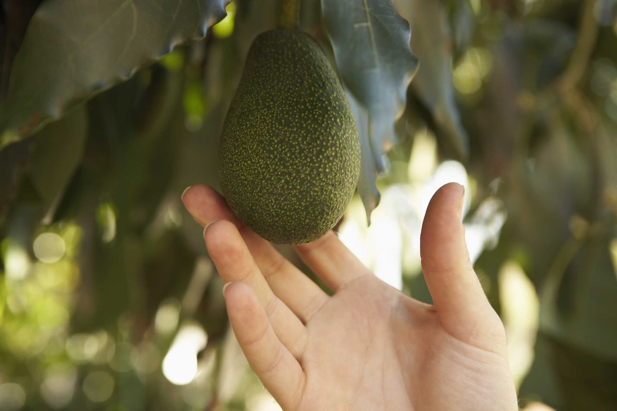 What Kind of Soil Is Good for Avocado Trees?
