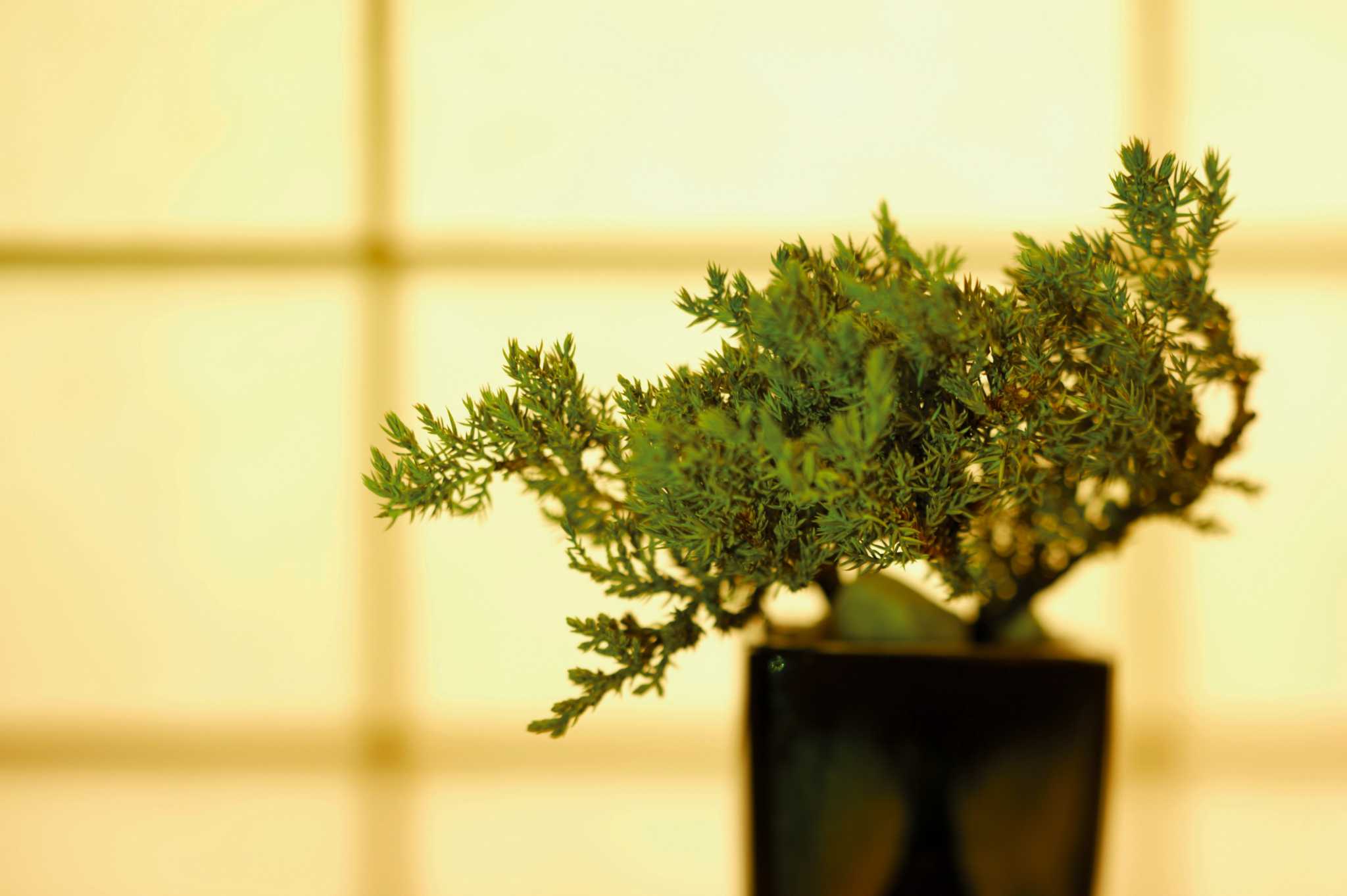 What Kind of Soil Does a Juniper Bonsai Like?