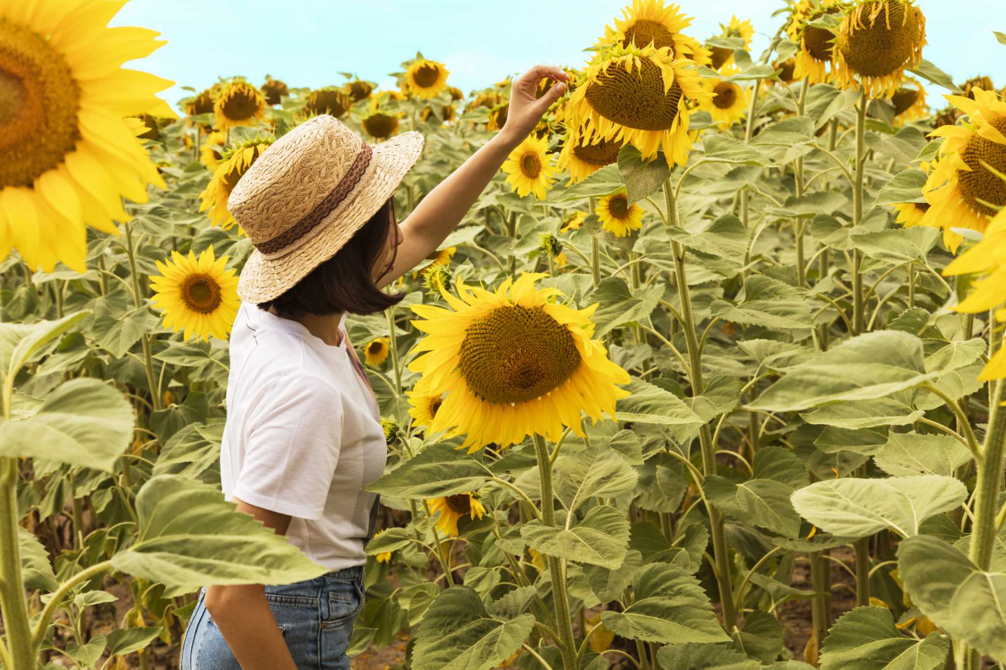 Edible sunflowers deals