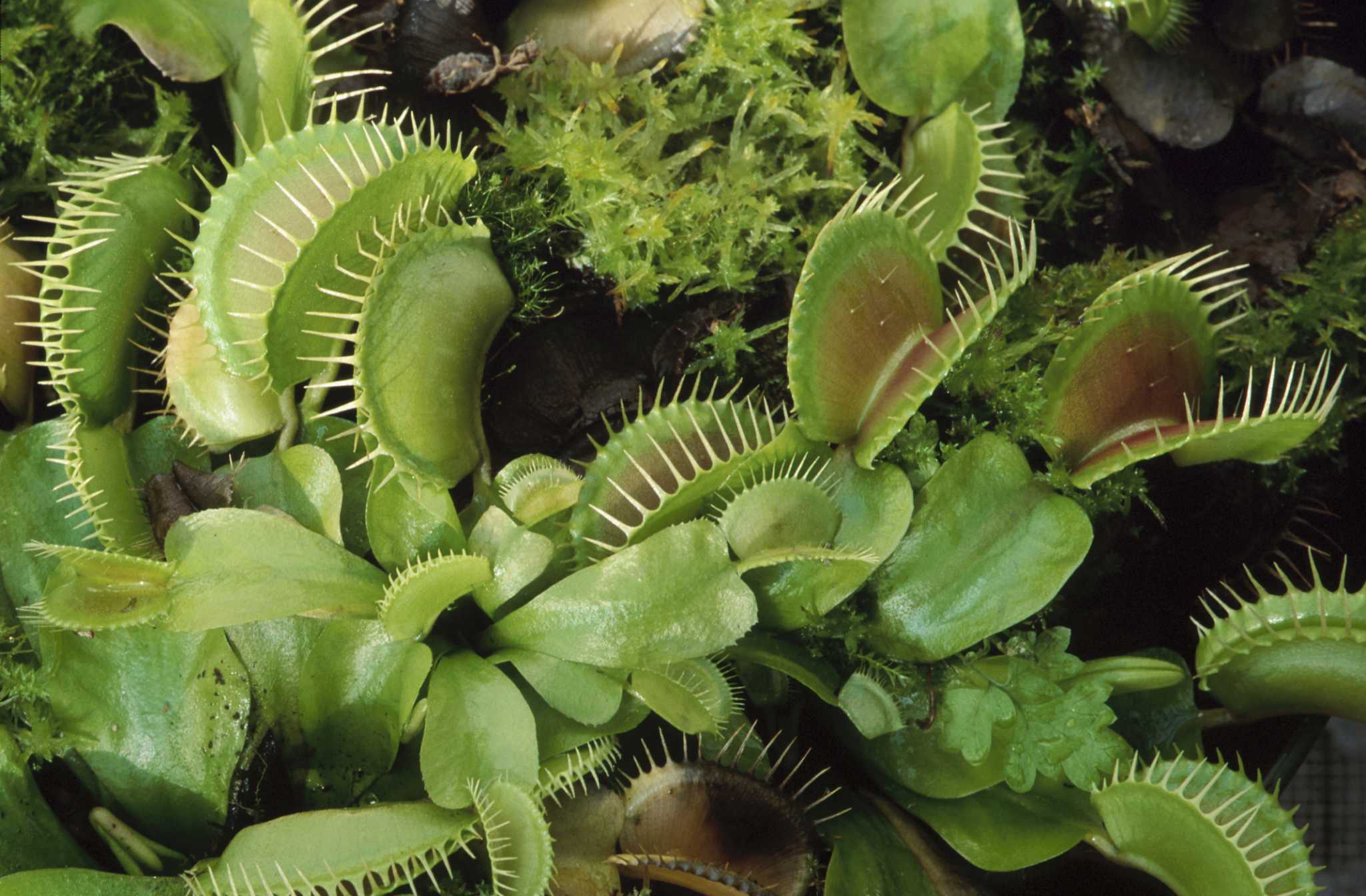 What Kind of Structure Does a Venus Flytrap Have?