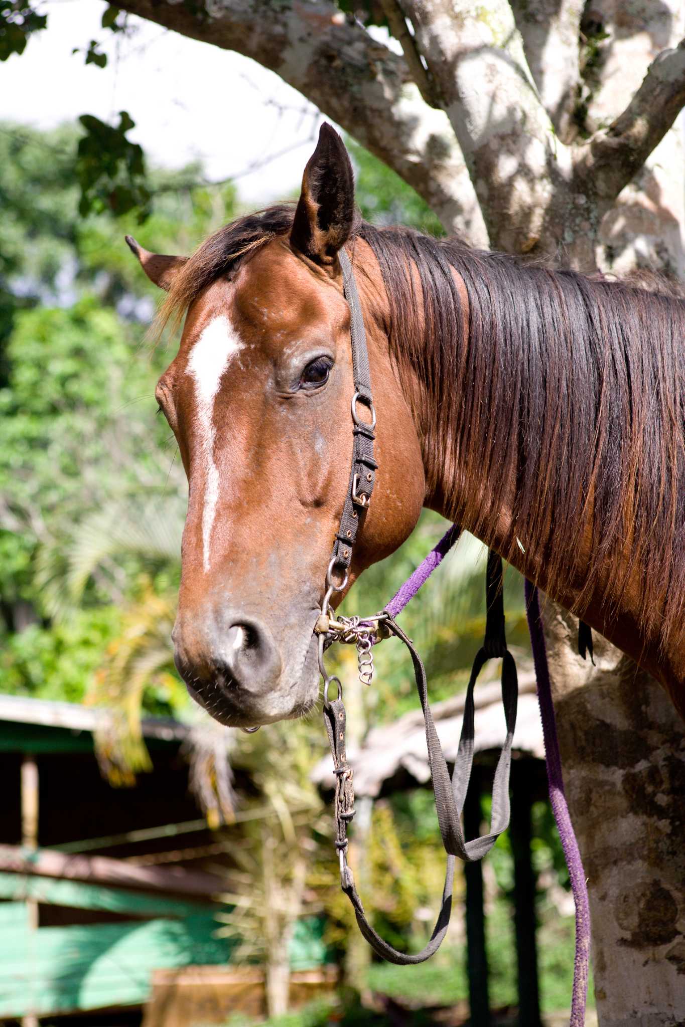 how-to-restore-old-leather-reins