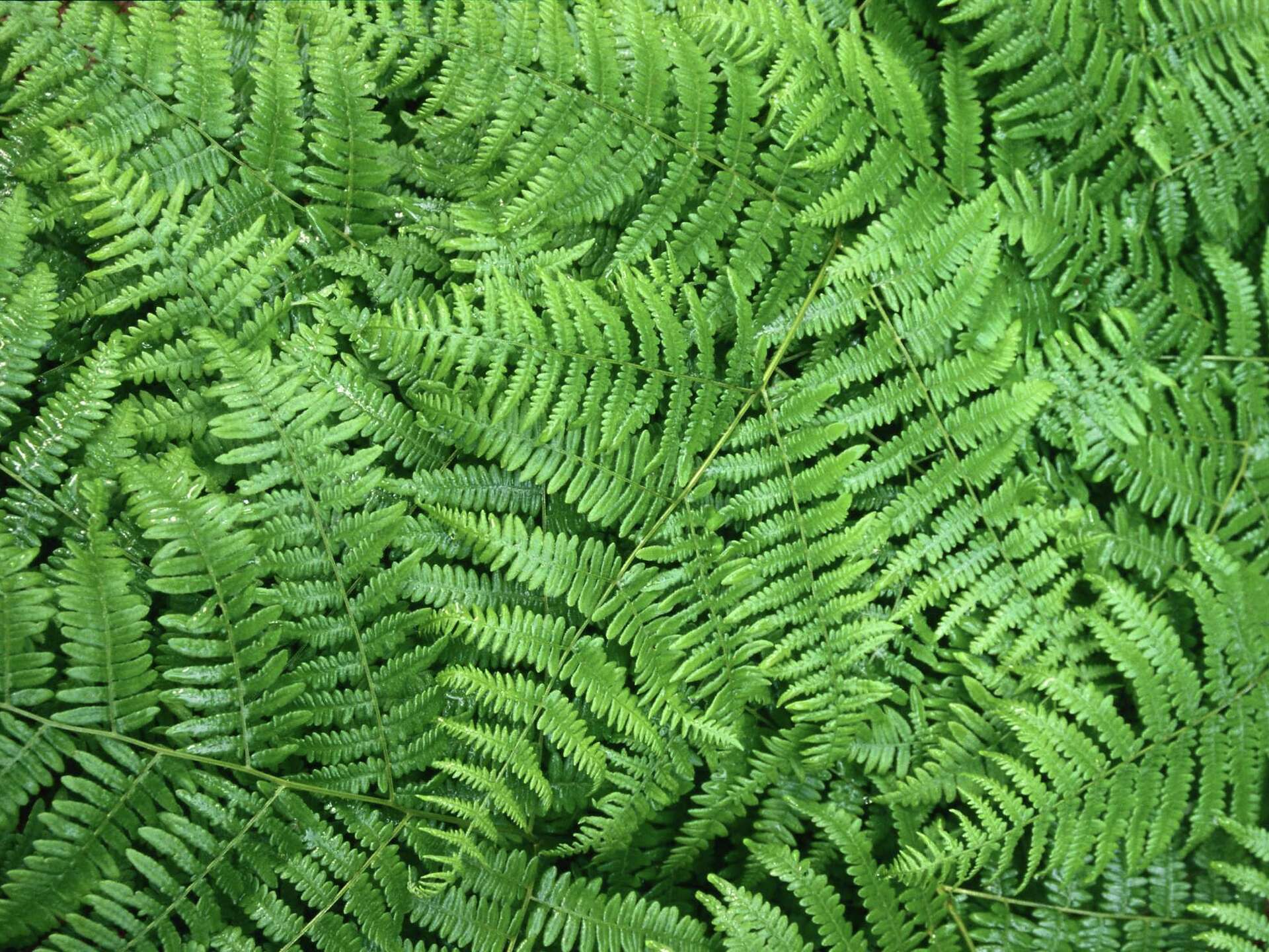 Birds Nest Fern Crispy Wave Plant Toxic To Dogs Leaves Of Black Bryony  Tamus Communis Growing