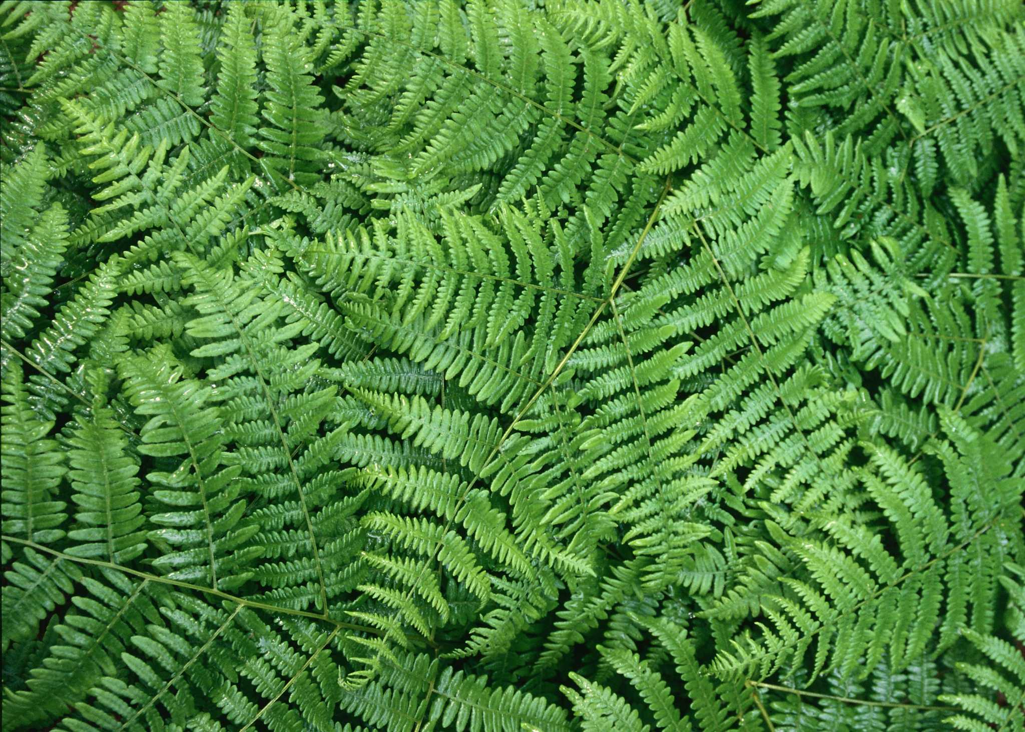 Are boston ferns store poisonous to dogs