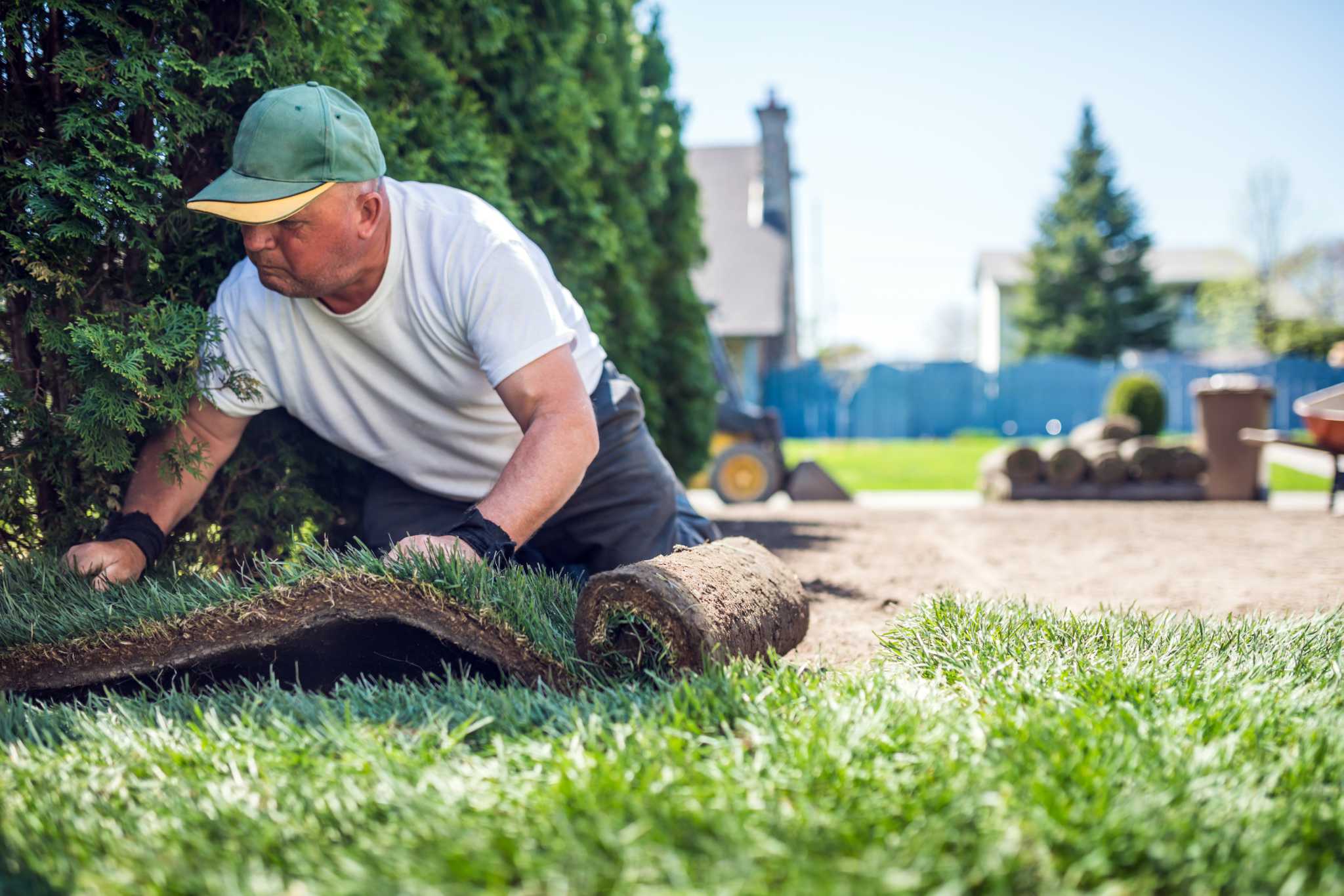 Fertilizing new deals sod