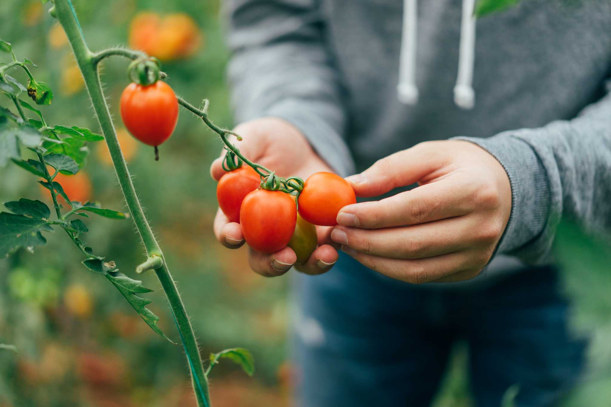 How to Reverse Nitrogen Burn on Tomato Plants