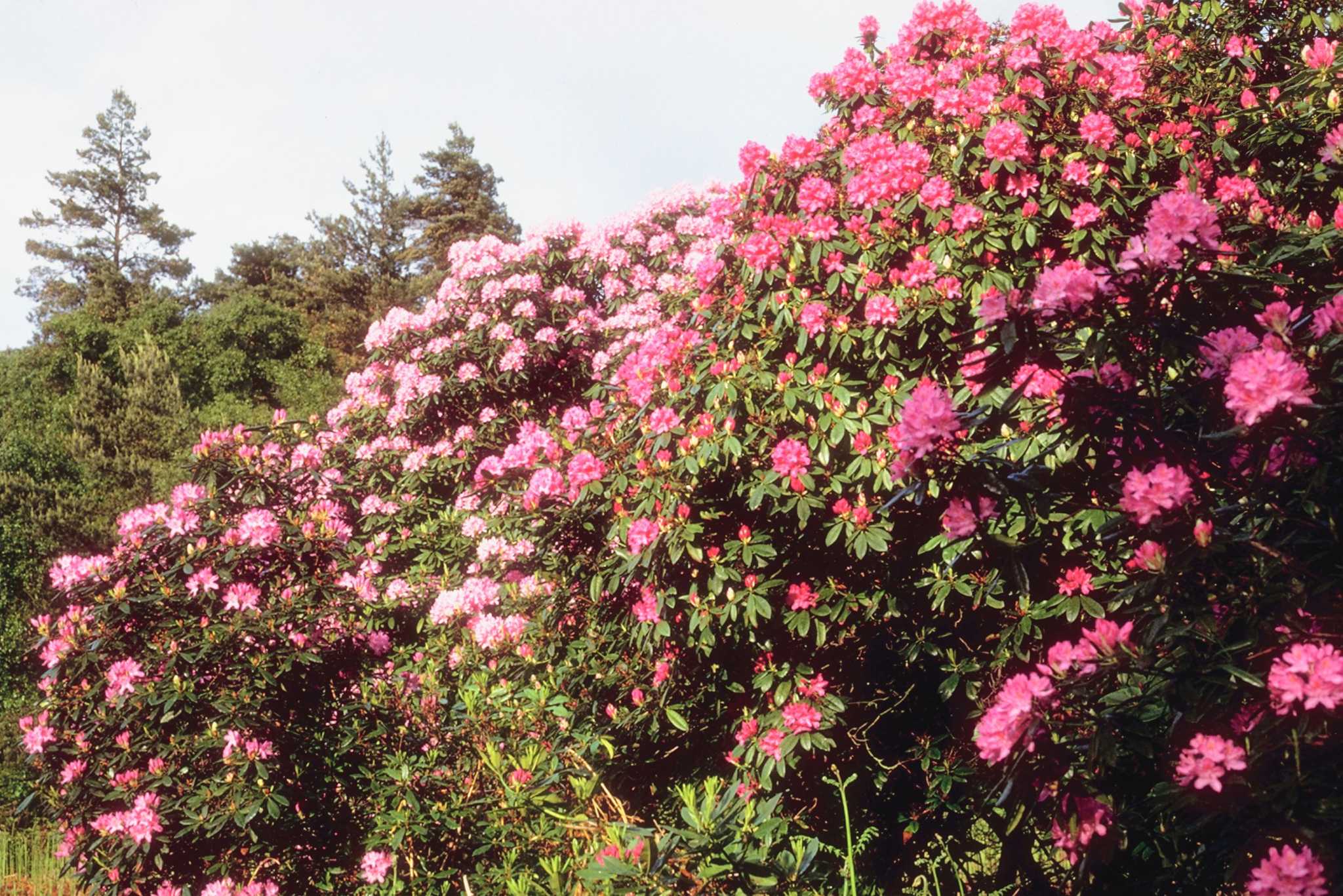 Why Do My Rhododendron's Leaves Droop?