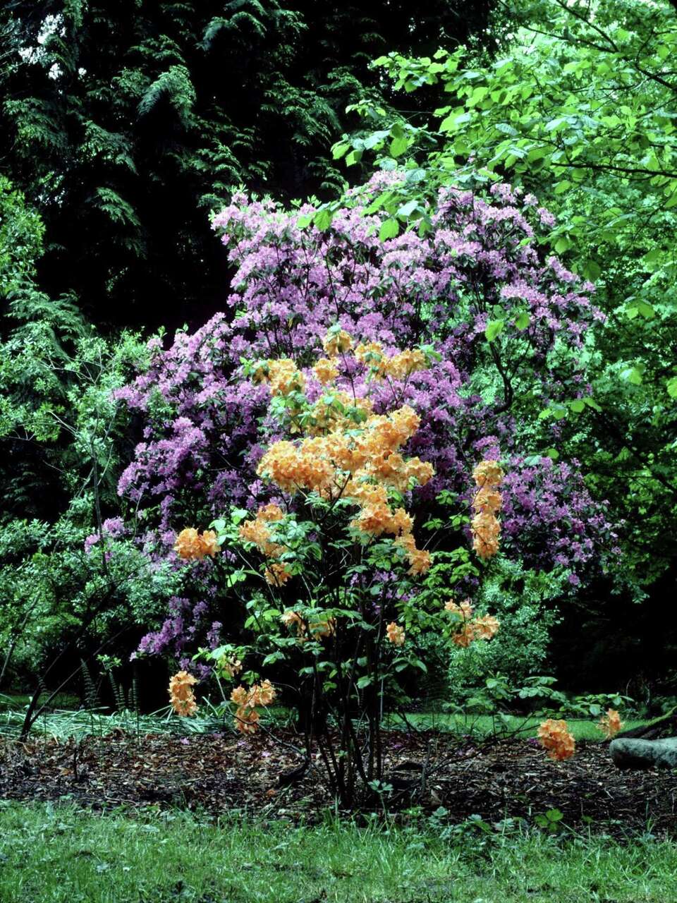 How to Landscape With Rhododendrons