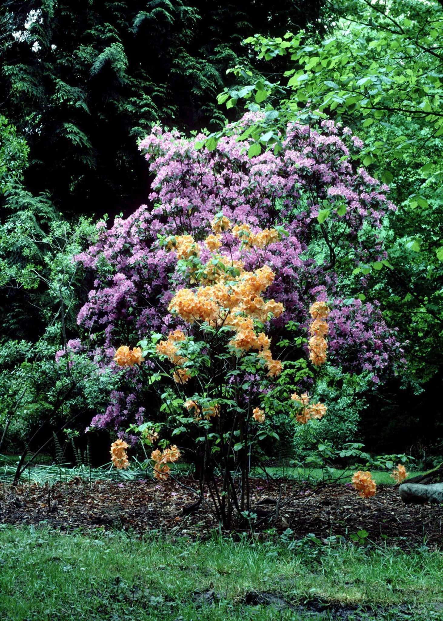 podocarpus kaufen 270