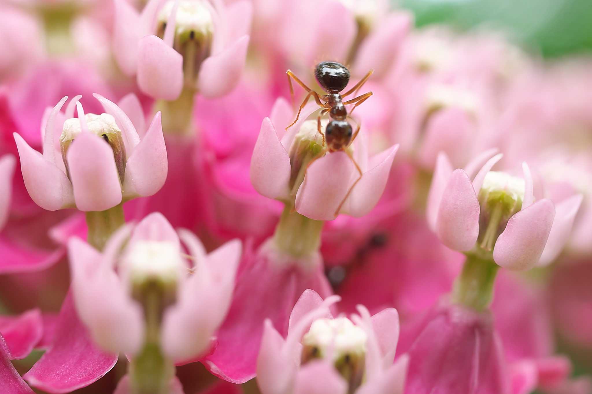 How to Get Rid of Ants in Flower Beds