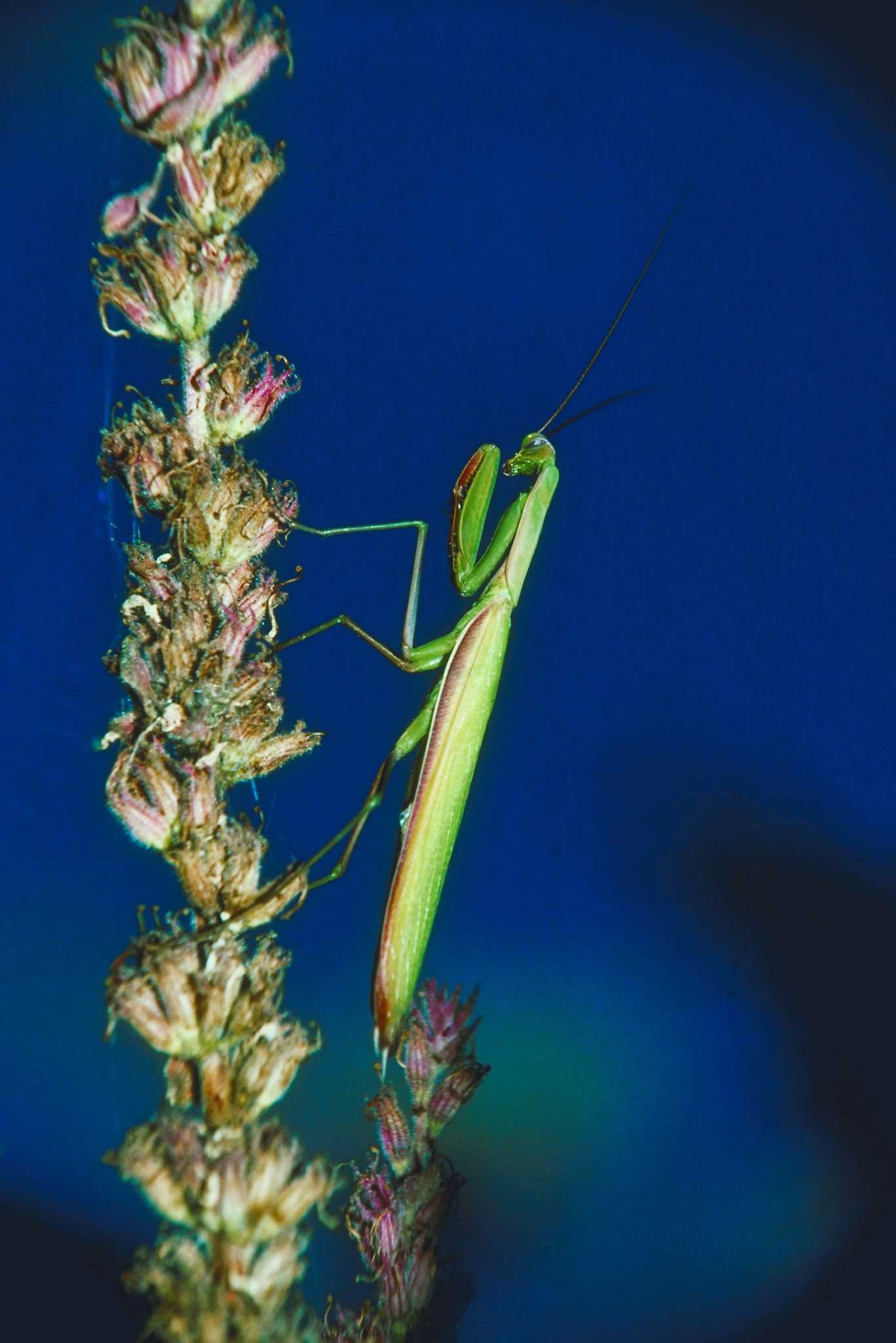 How to Get Rid of BoxElder Bugs With Praying Mantises