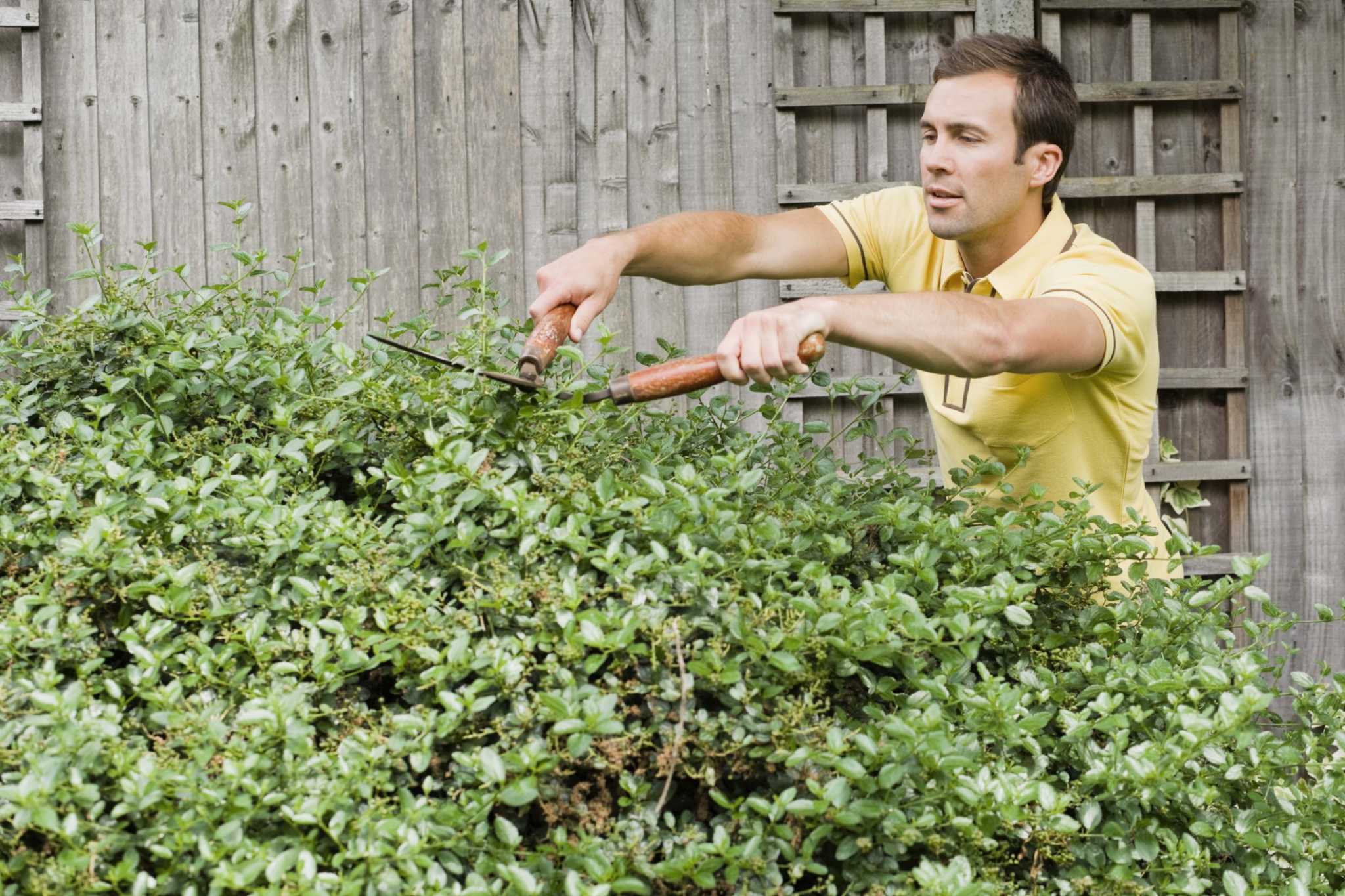 Landscape Shrubs for SouthFacing Exposure