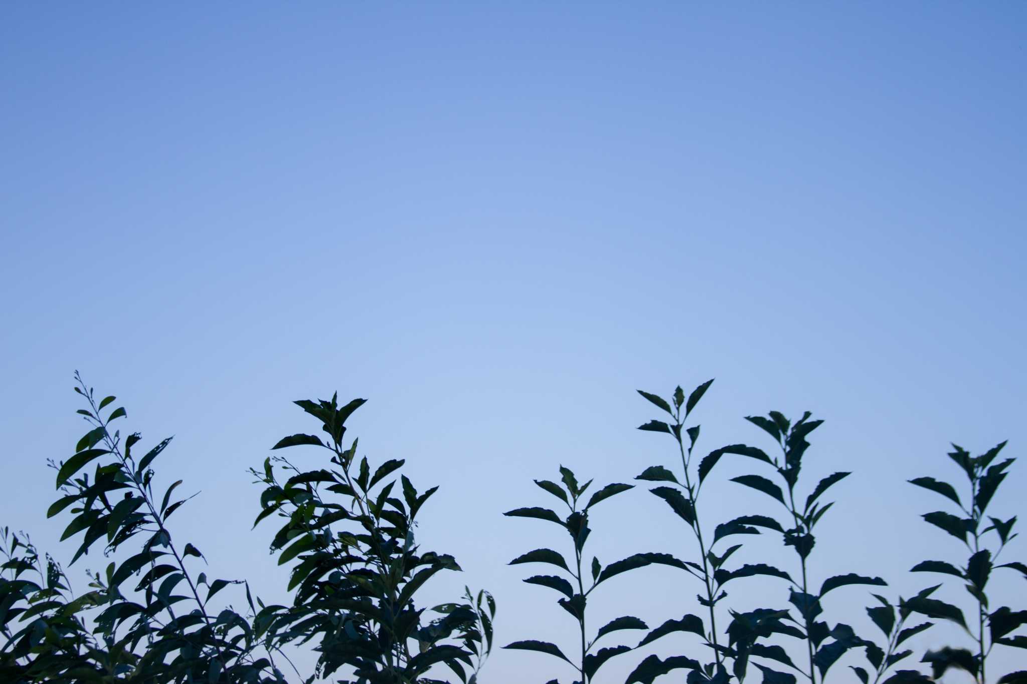 How to Get Rid of Dirt Daubers