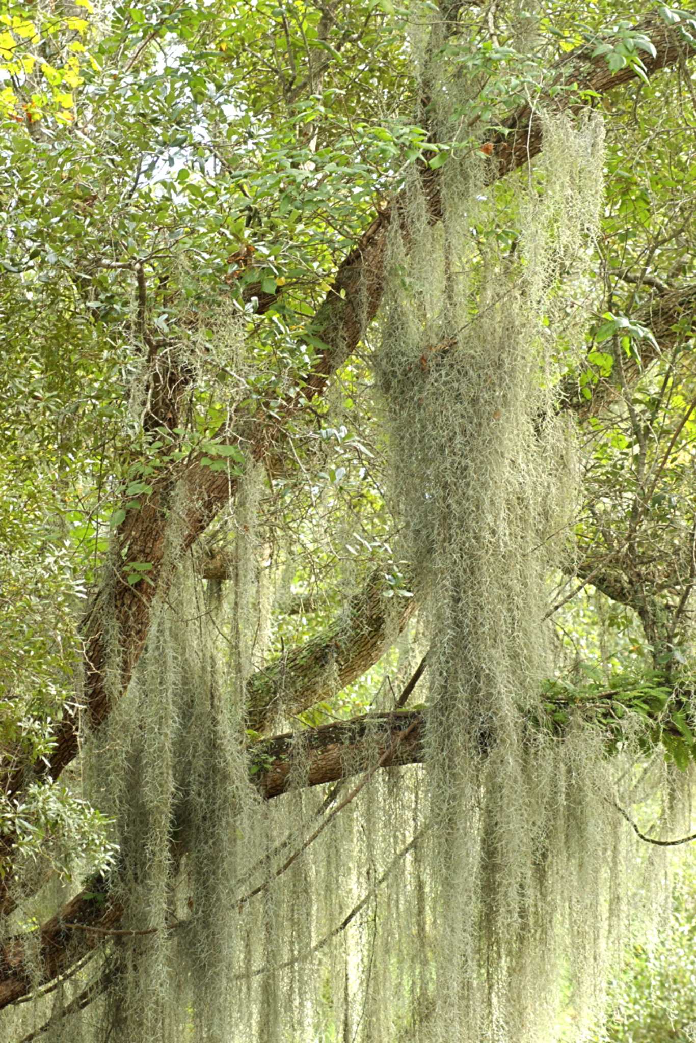 How to use Dollar Tree Spanish Moss on live potted plants, Yin, Horse 