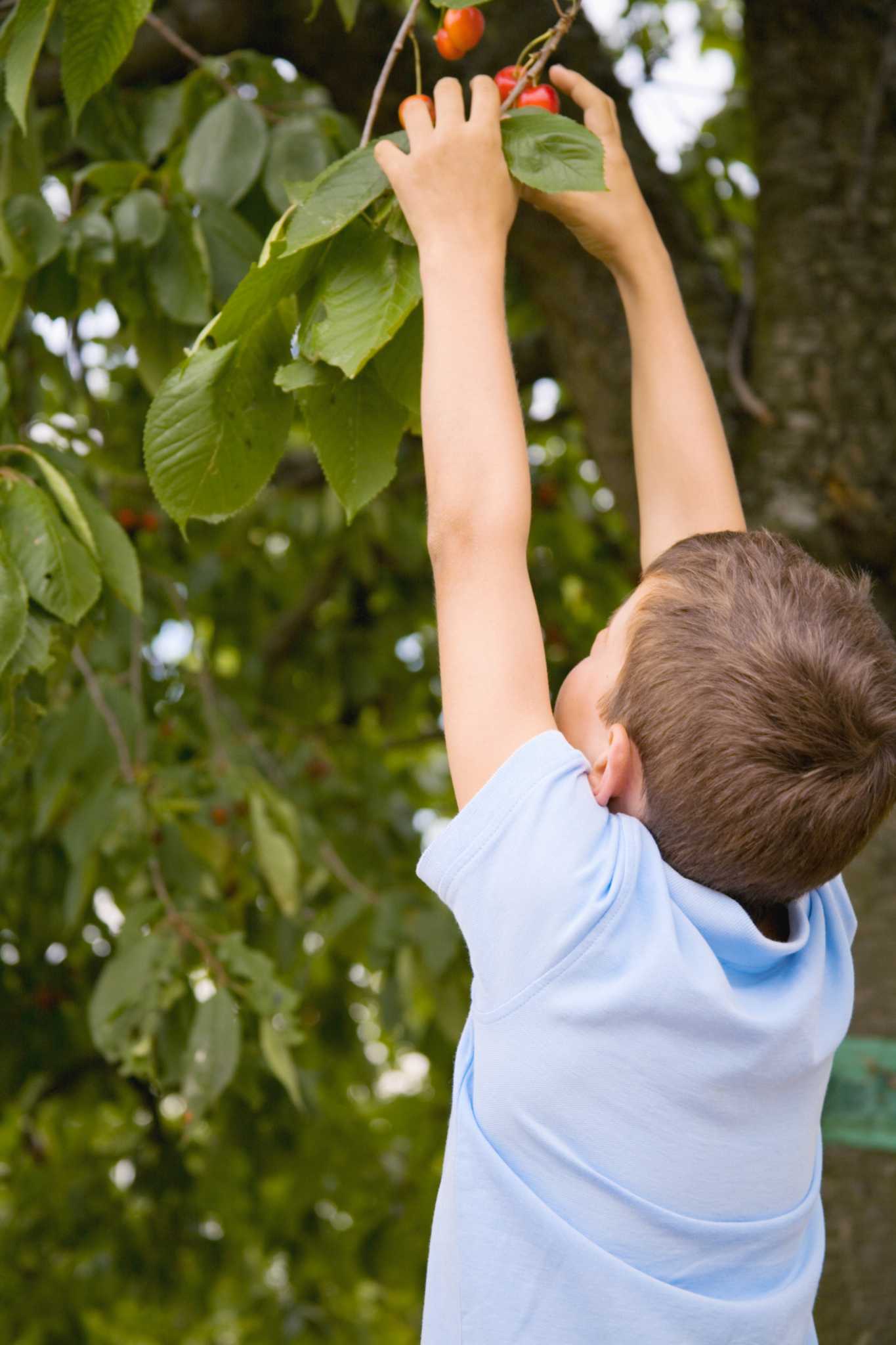 How to Get Rid of Fruit Flies on Cherry Trees