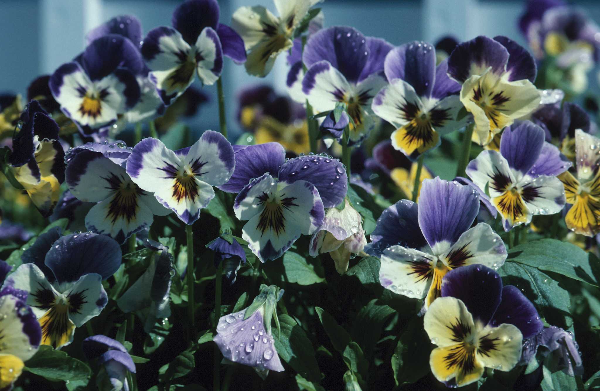 About — PANSY