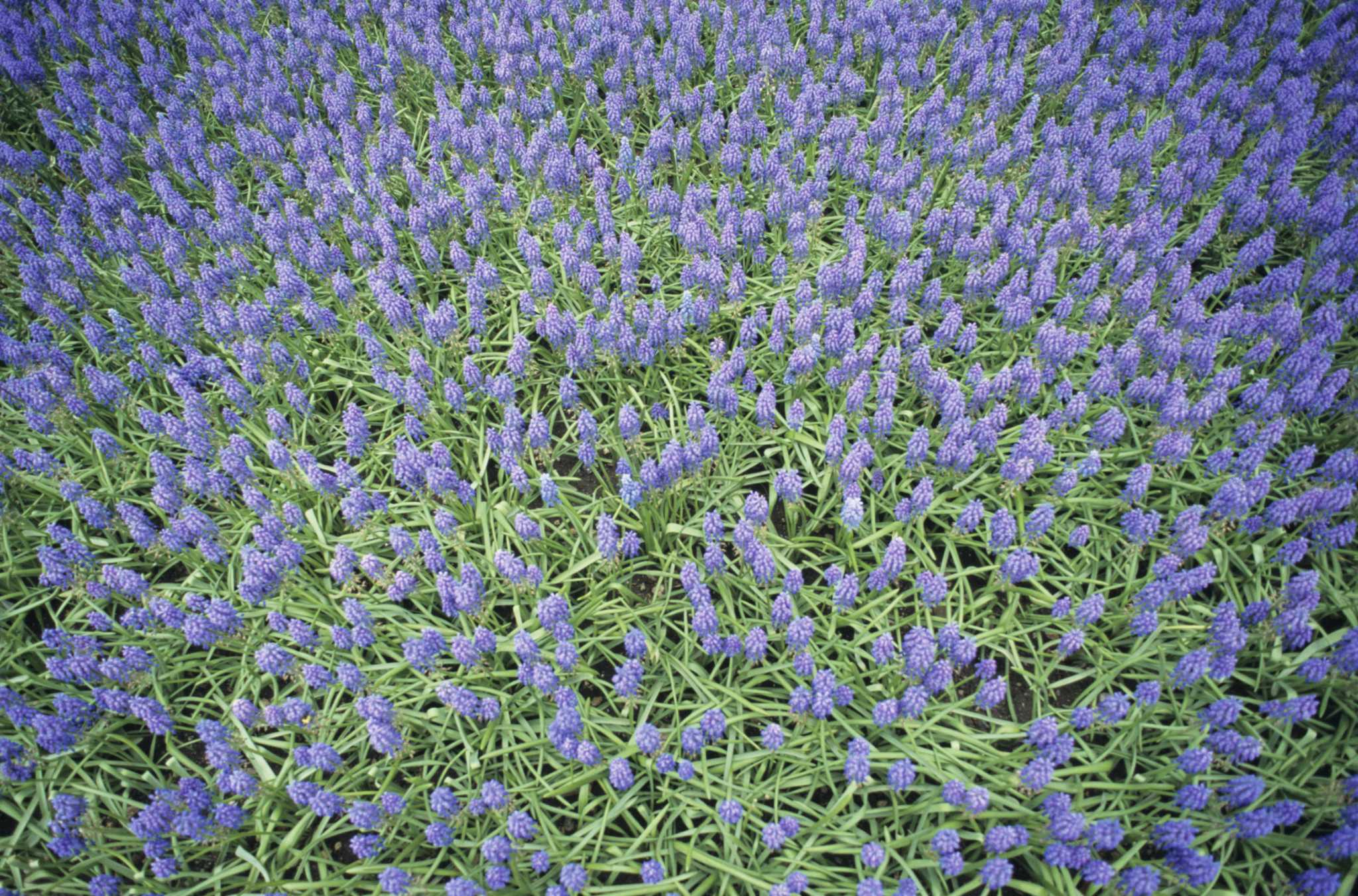 how to get rid of snails on armenian grape hyacinth flower