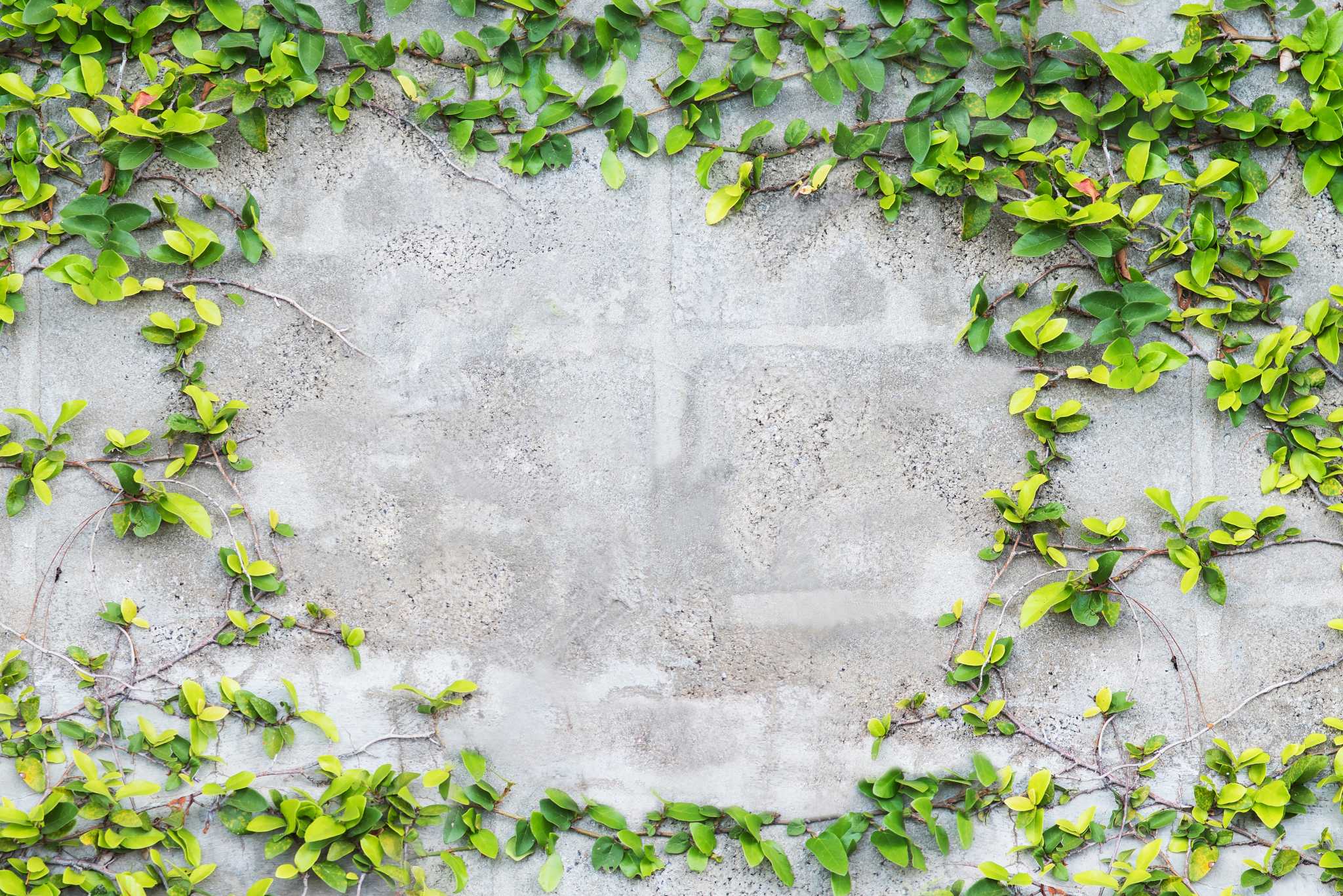 How to Get Rid of Ivy With White Vinegar