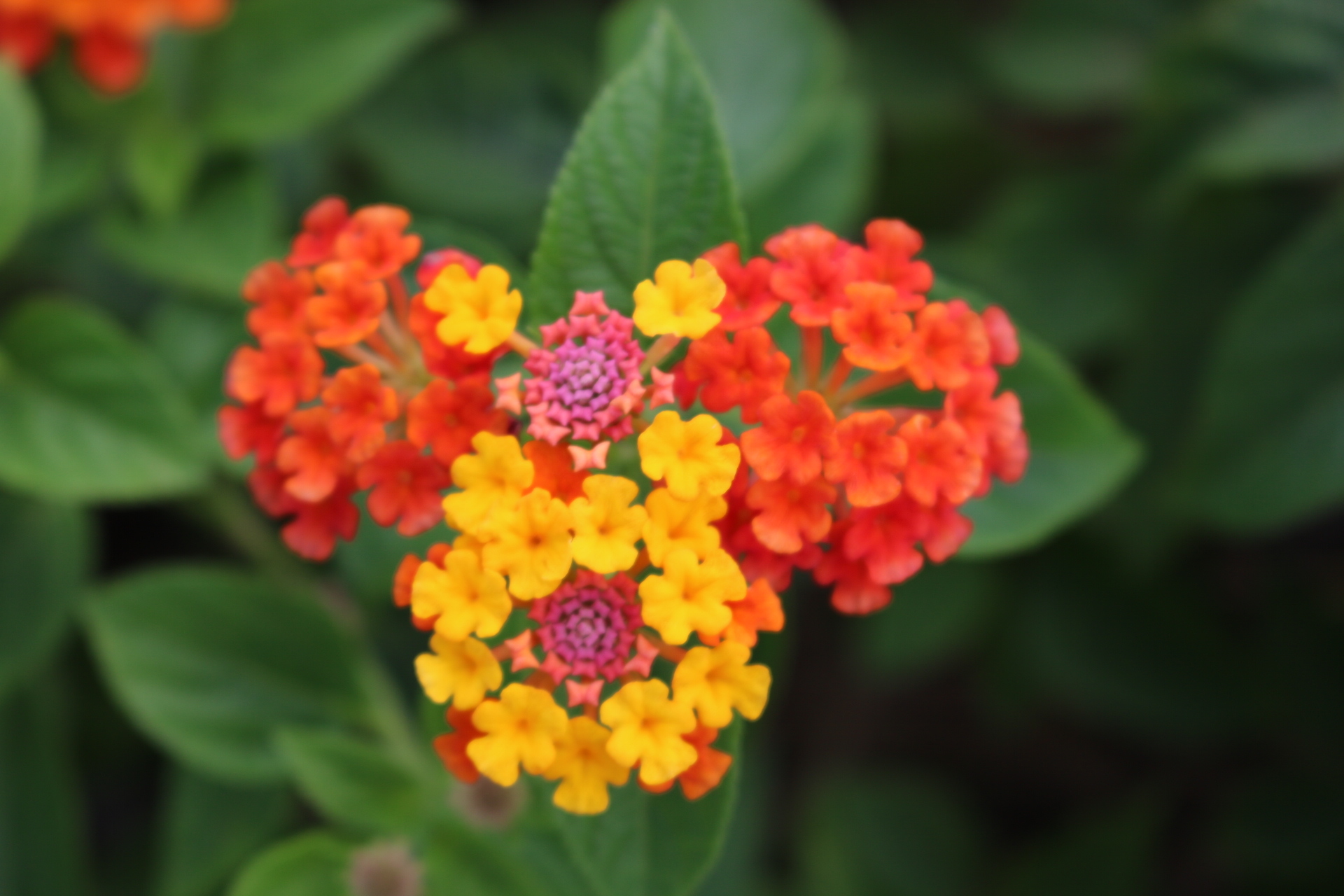 Will Lantana Come Back After a Freeze?