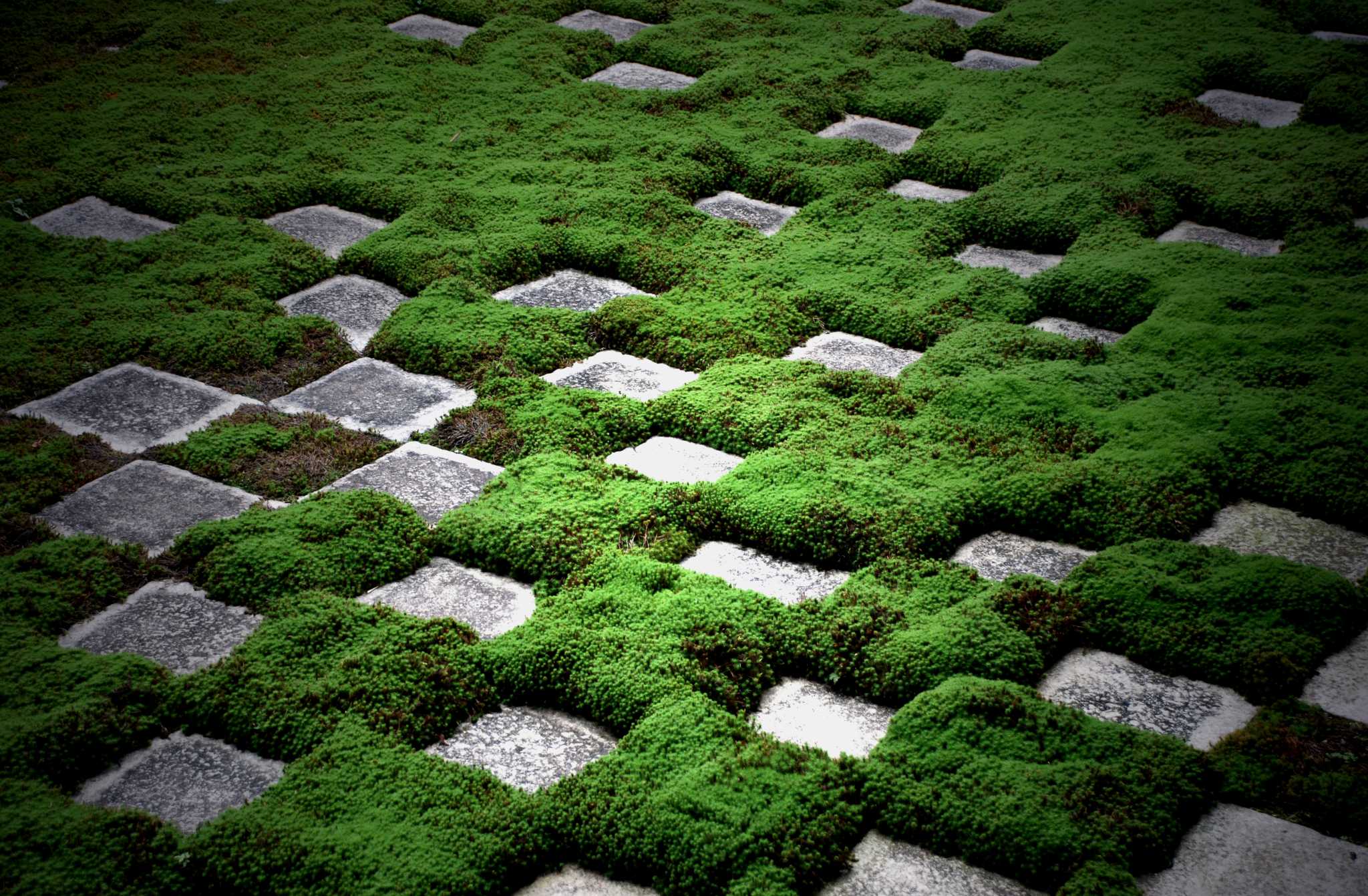 How to Get Rid of Moss on Pavers