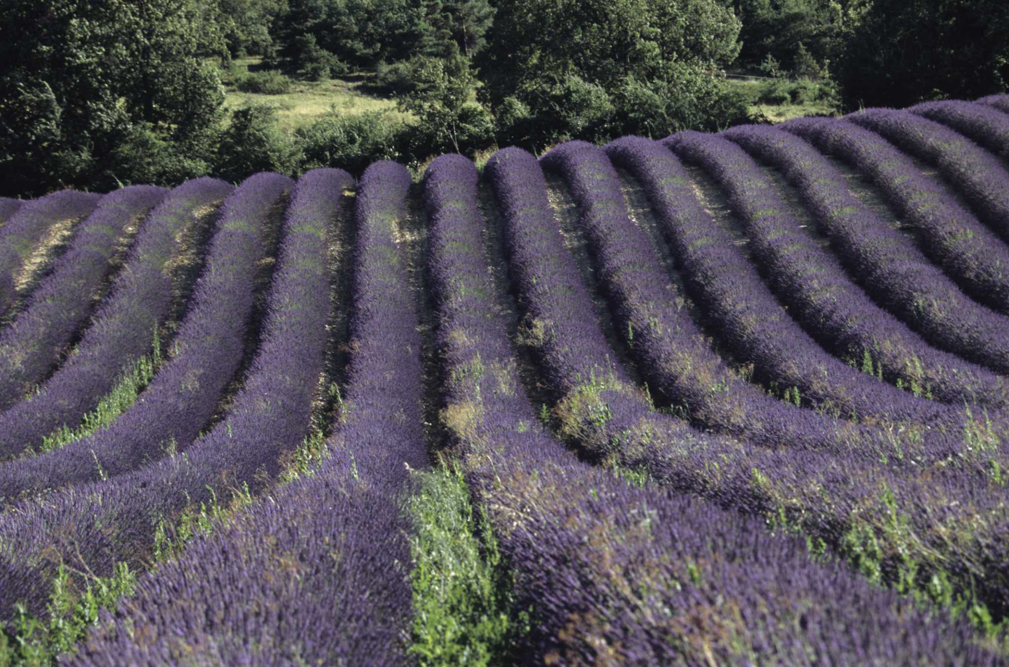 Why Does a Lavender Plant Turn Yellow?