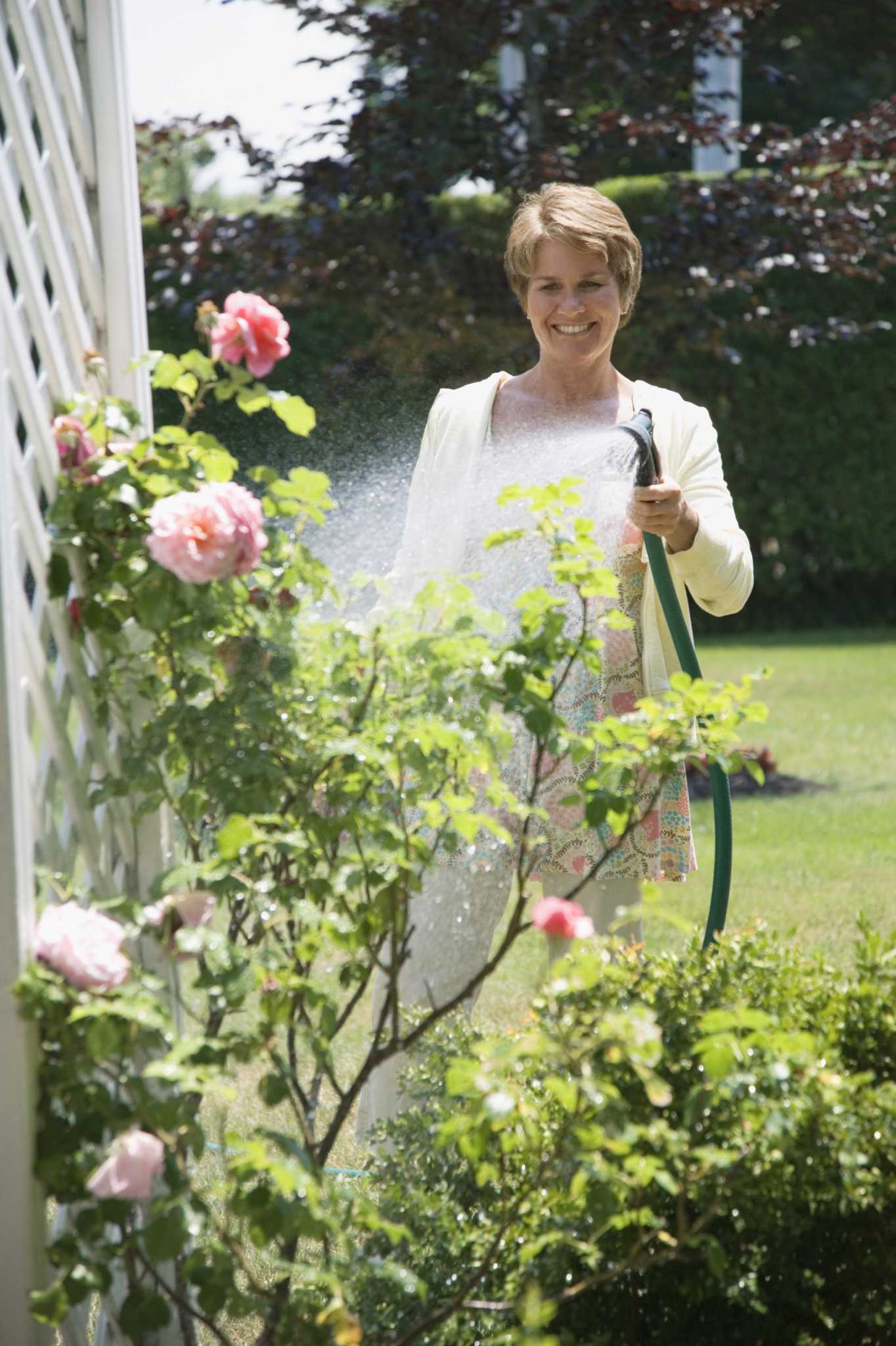 How Often Do You Spray Roses With Fungicide?