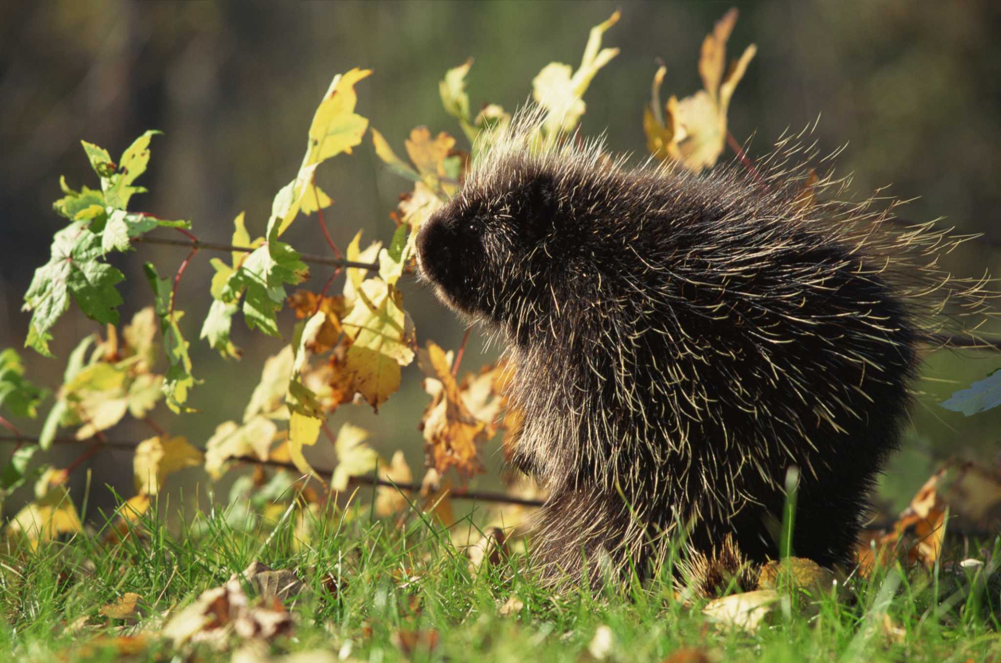How to Get Rid of Porcupines Digging Up Your Yard