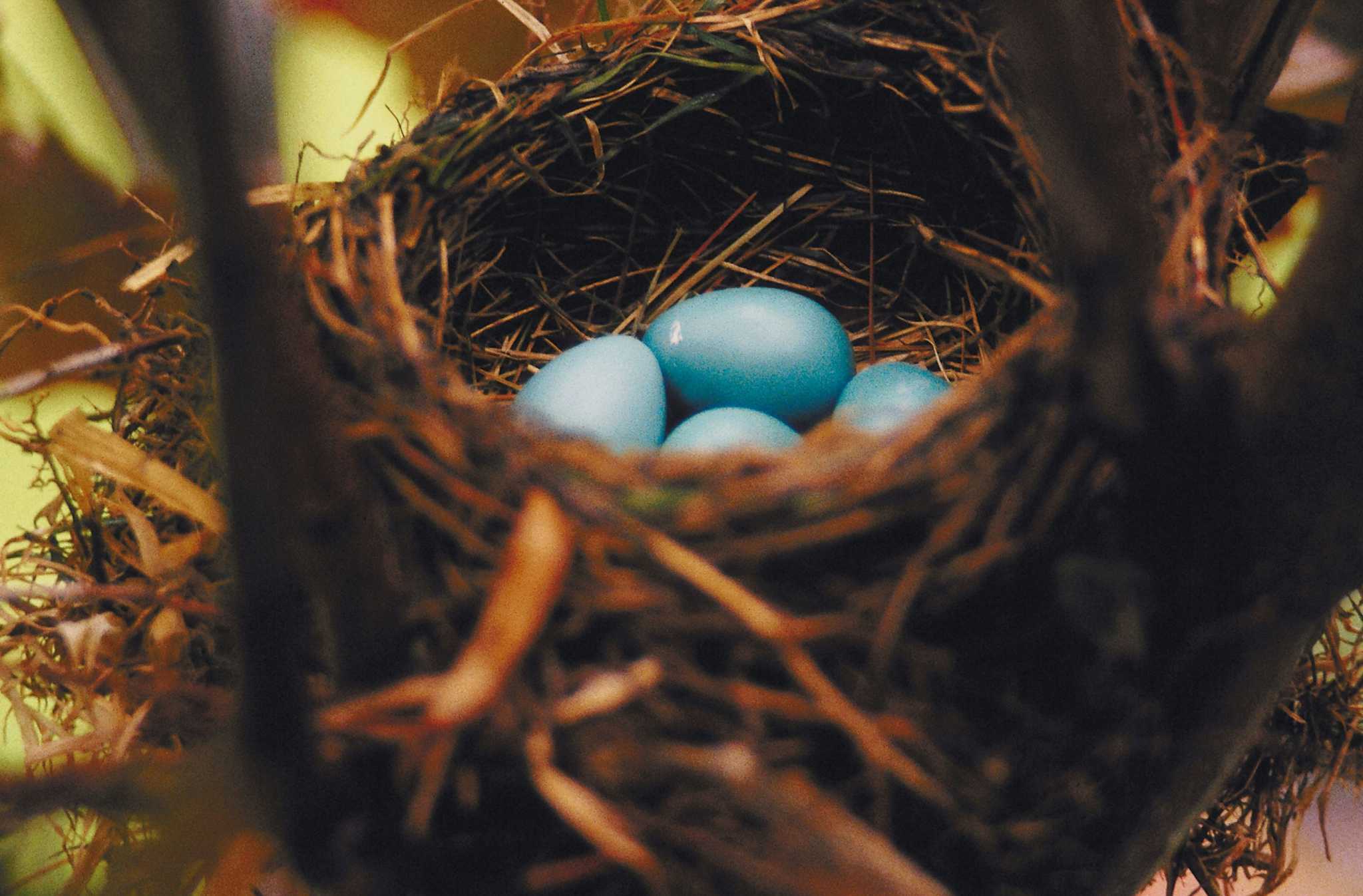 How to Get Rid of Robins Nesting in a Tree Trunk