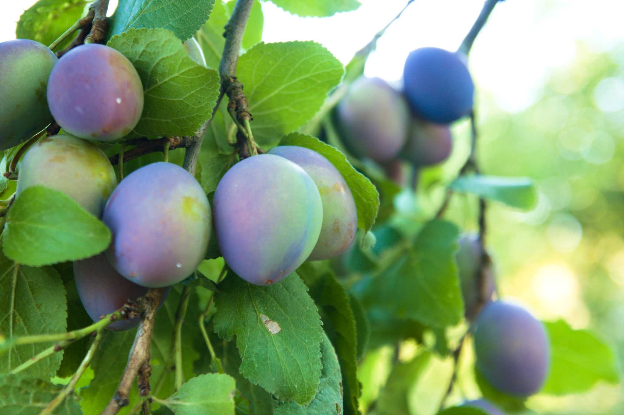 What Time of Year Do You Plant Fruit Trees?
