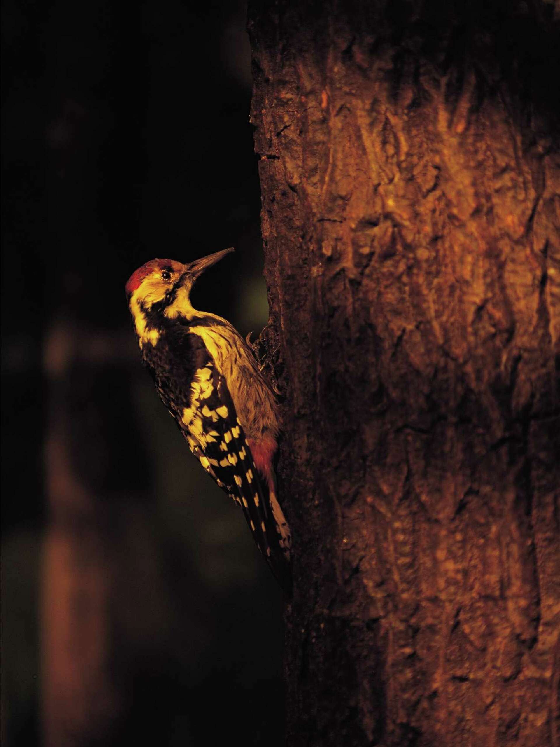 How to Get Rid of Sapsuckers: Effective and Humane Methods