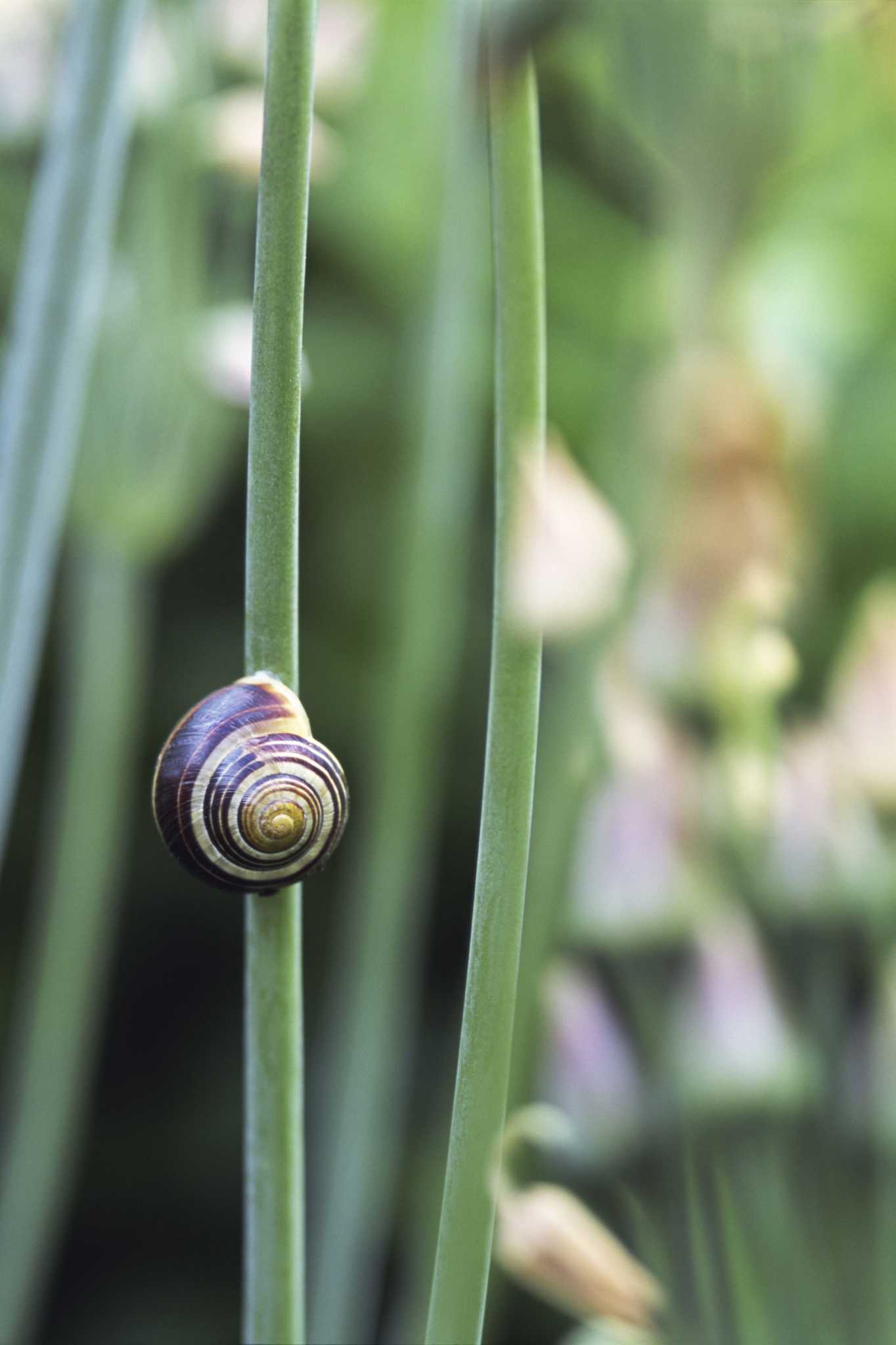 How to Get Rid of Snails on Cucumbers