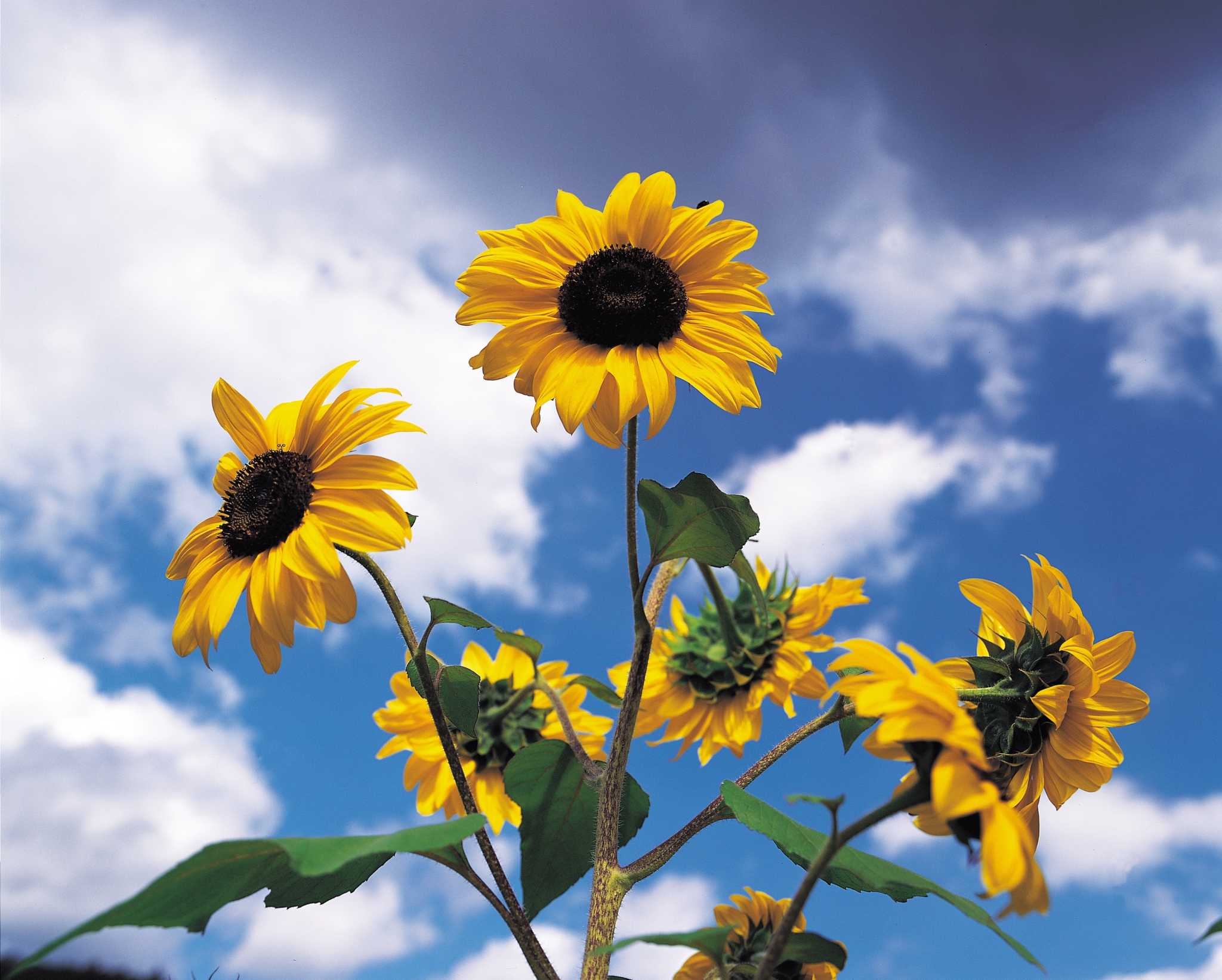 How to Get Rid of Sunflowers