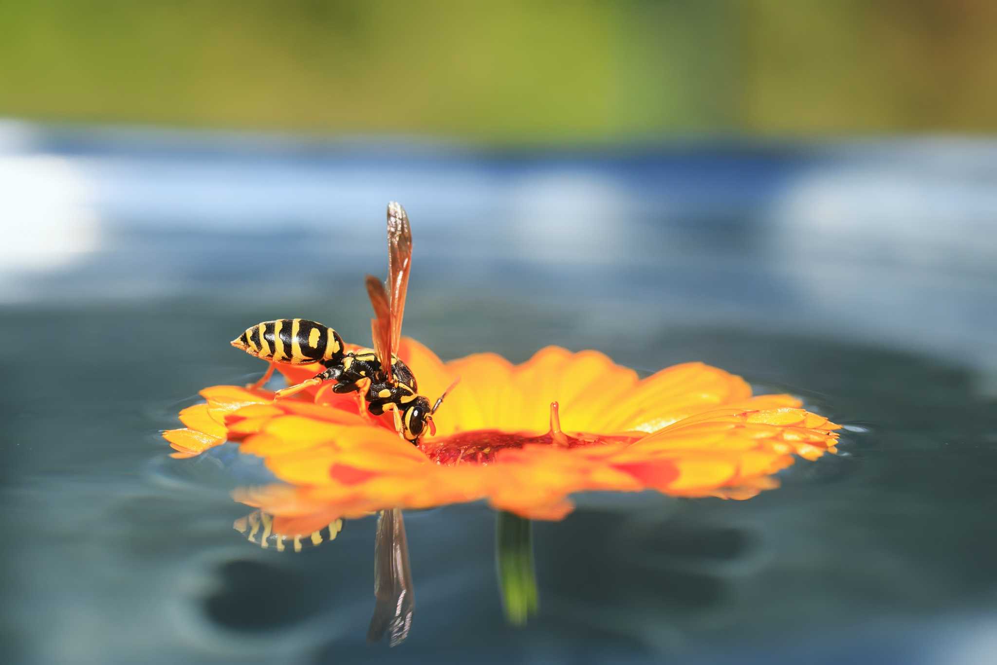 How to Get Rid of Wasps in Bushes