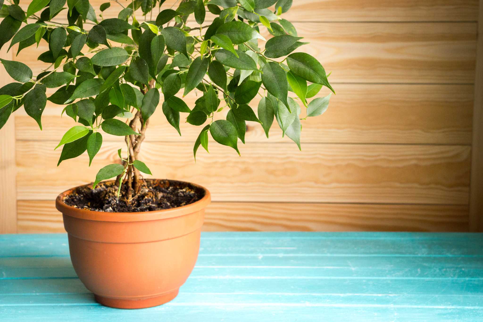 How Much Water Do Potted Ficus Trees Need?