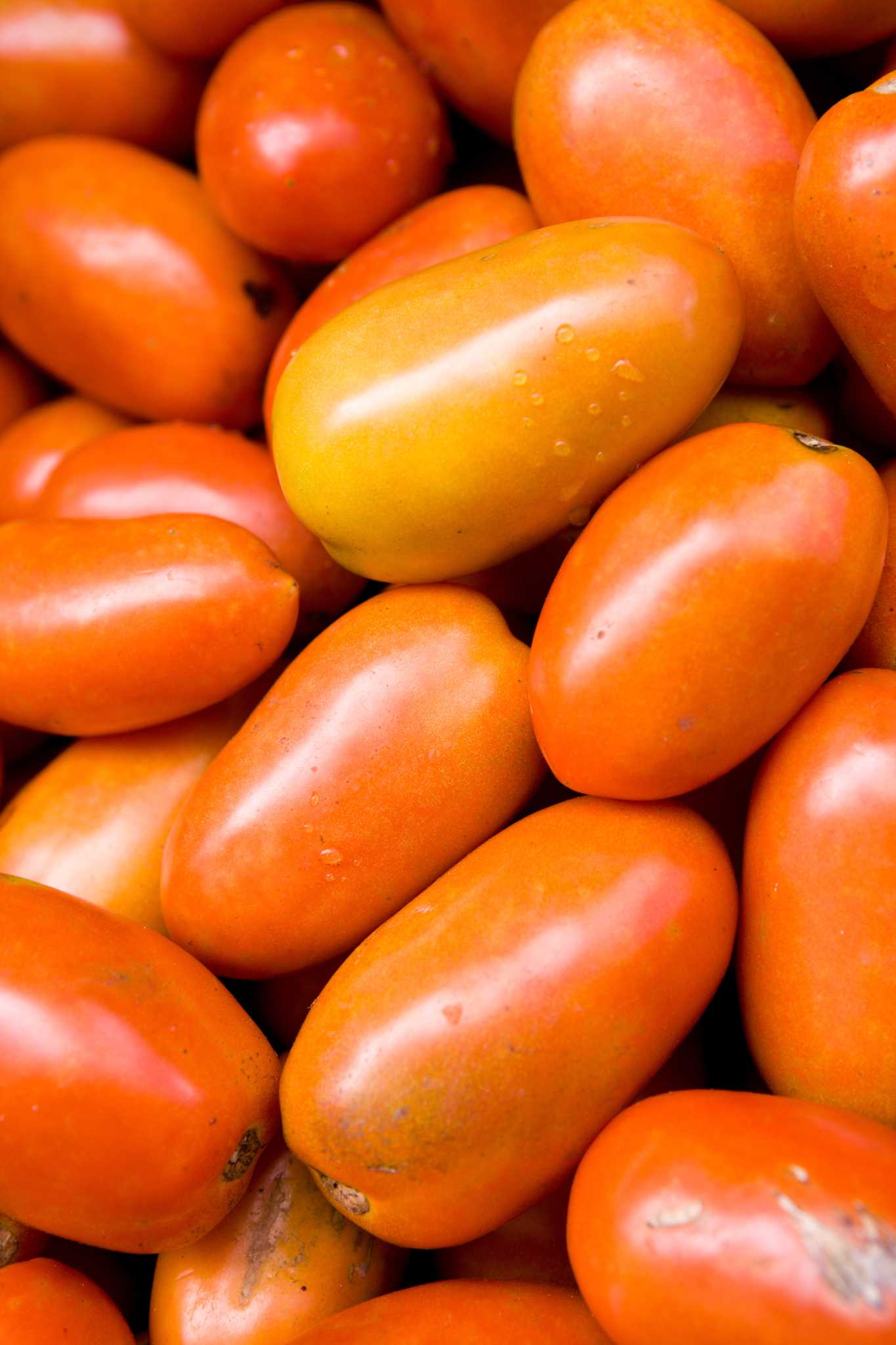 How Often Do Roma Tomatoes Produce Fruit?