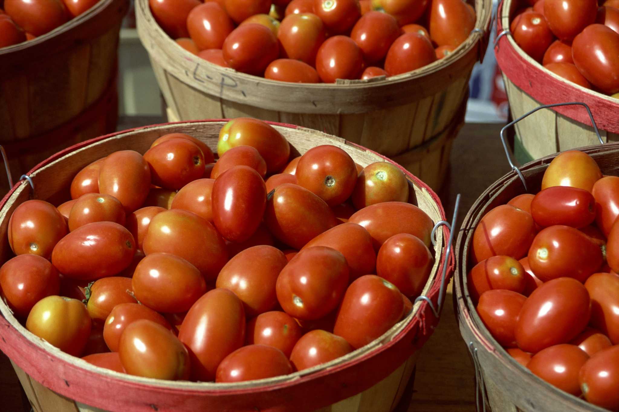 How Tall Do Roma Tomato Plants Get?