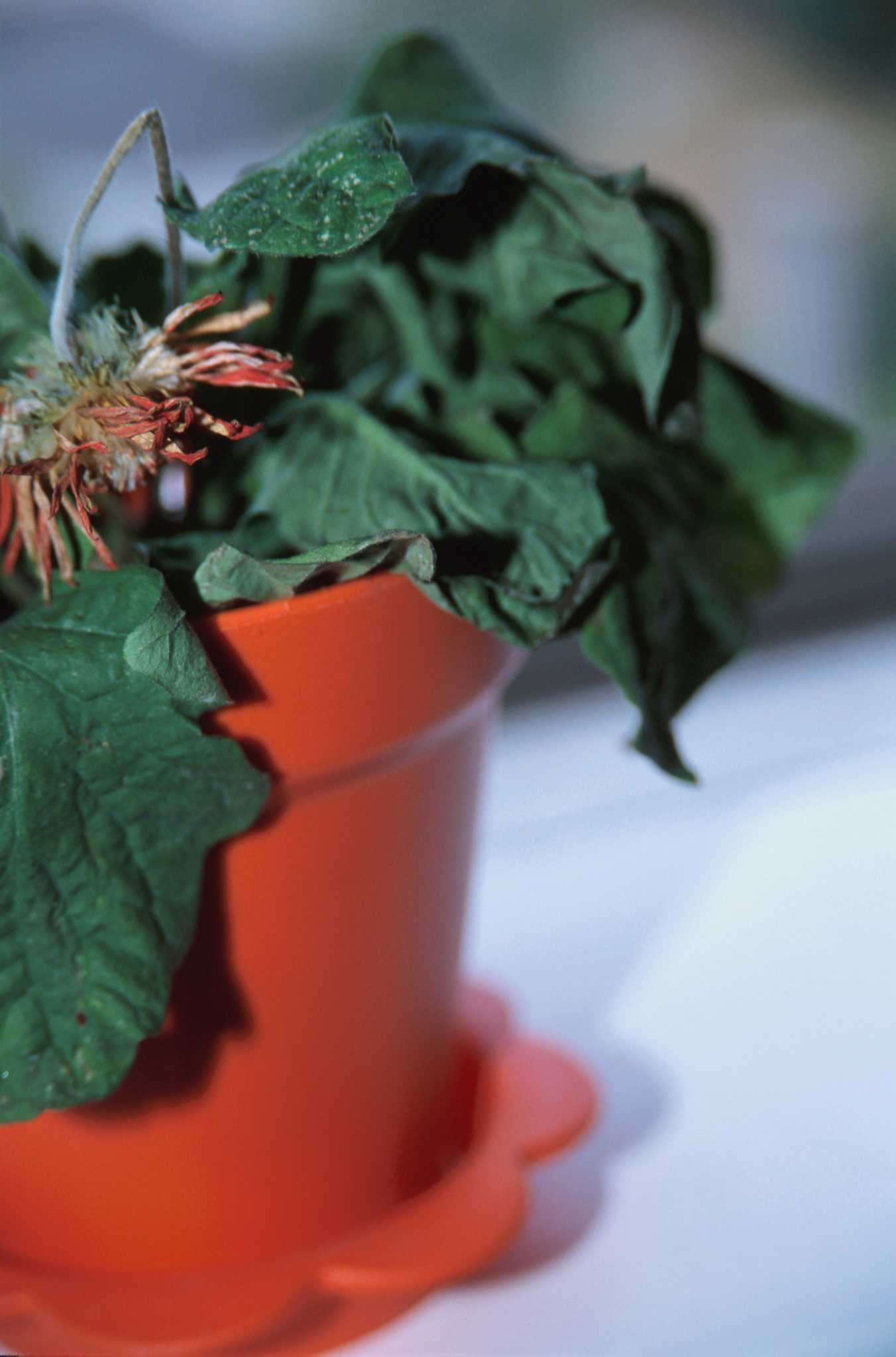 Aloe Plant Disease