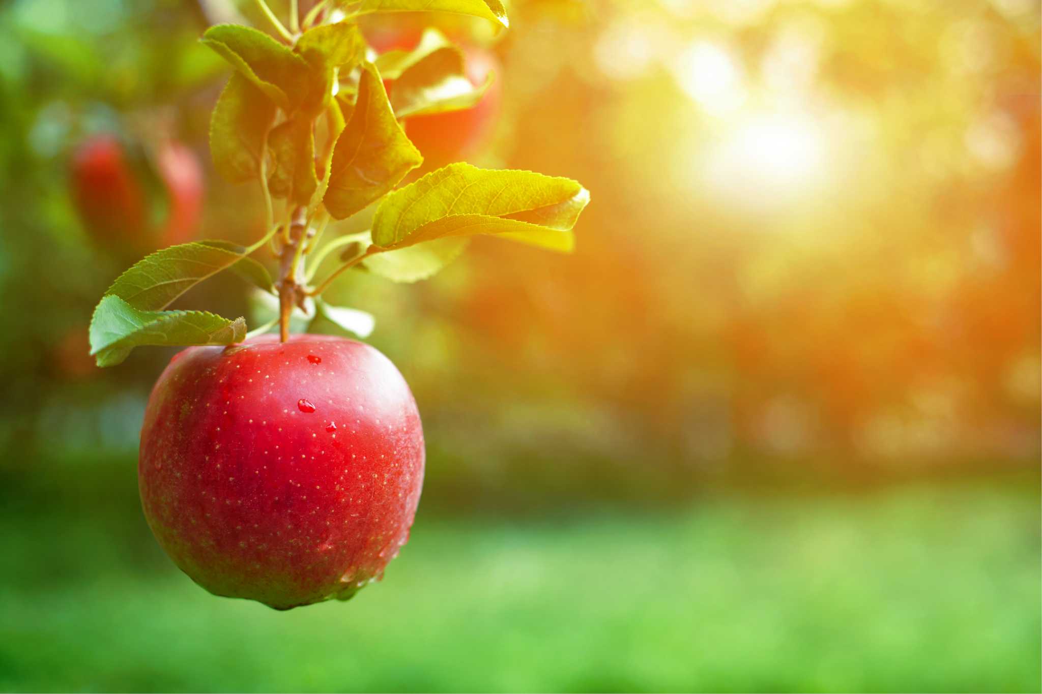 how-long-for-apple-trees-to-mature-produce-fruit