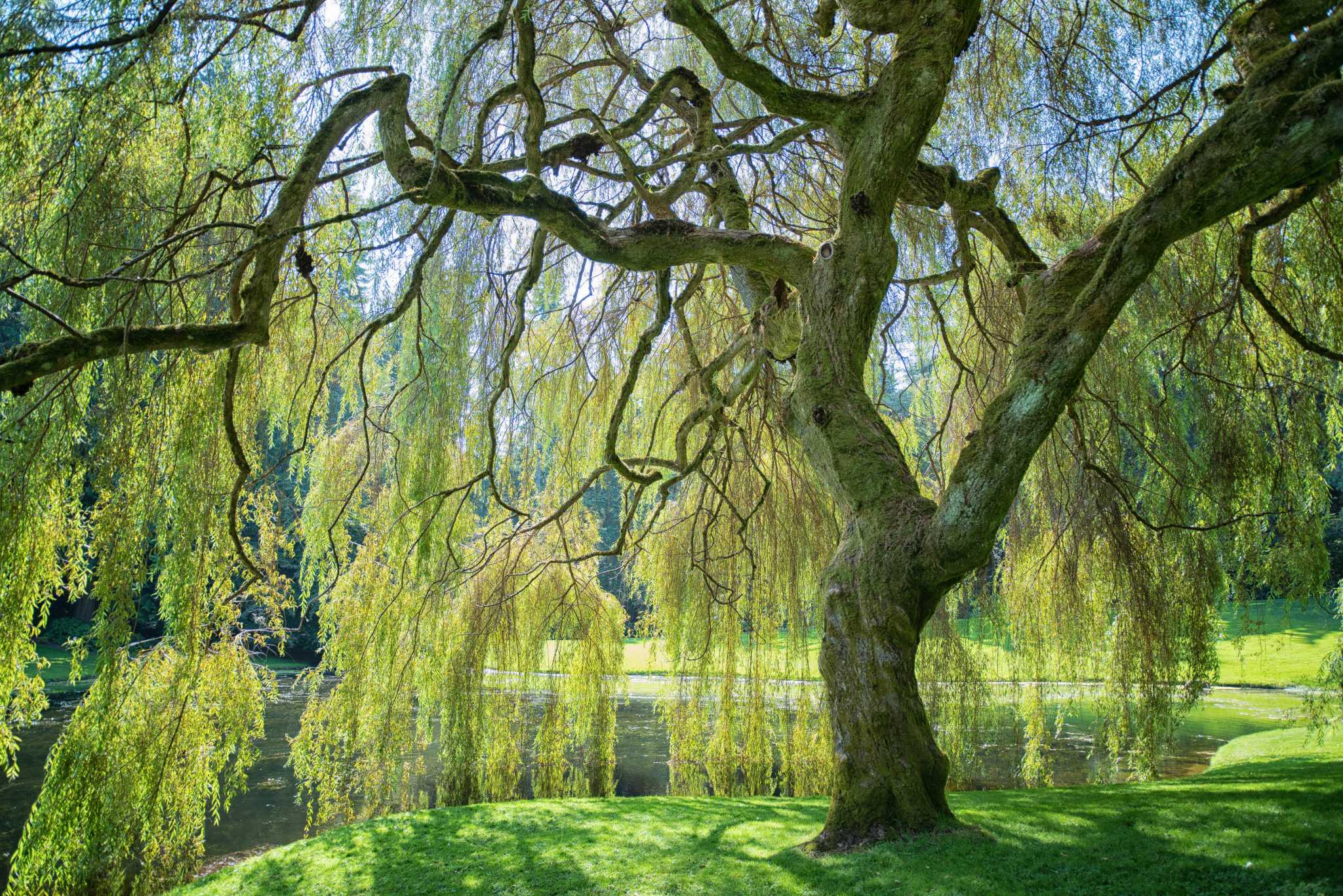 The Root System Of A Weeping Willow