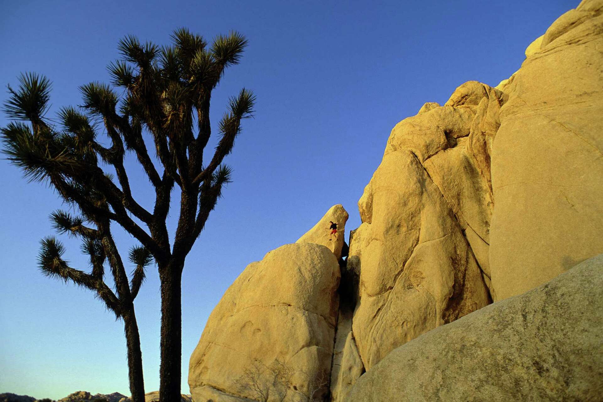 Jetuka Tree How to Root a Yucca Tree