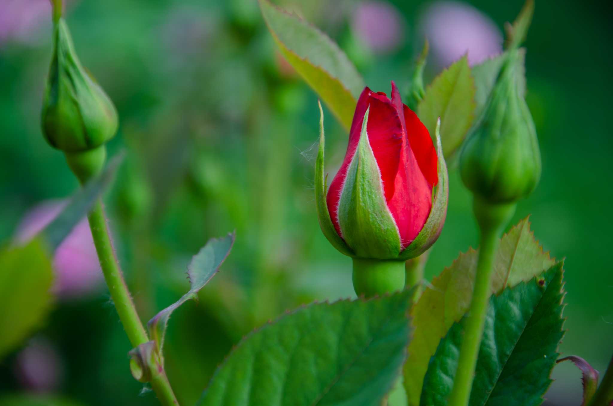 Why Are My Rosebuds & Leaves Droopy After Planting?
