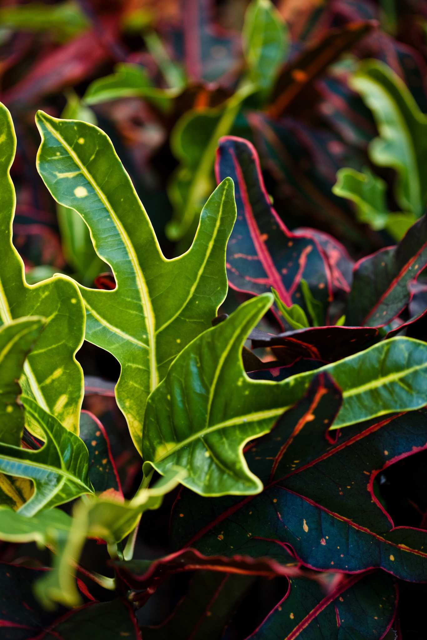 Why Do the Leaves of the Tropical Plant Croton Start Drying Up and
