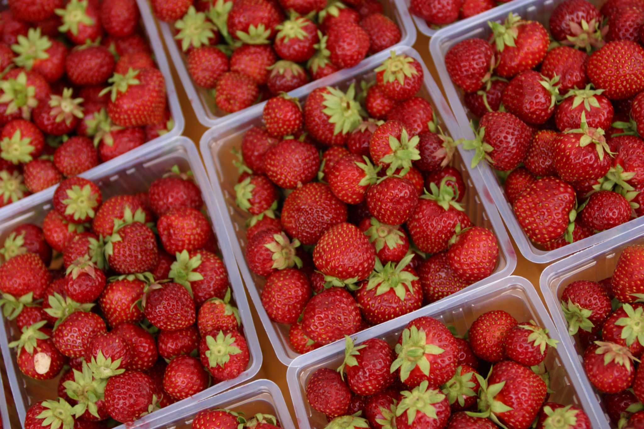 Rose Bushes & Strawberries