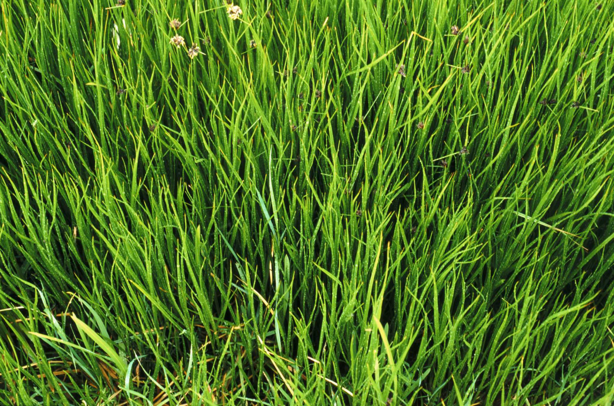 Does Roundup Kill Grass During Cold Weather?